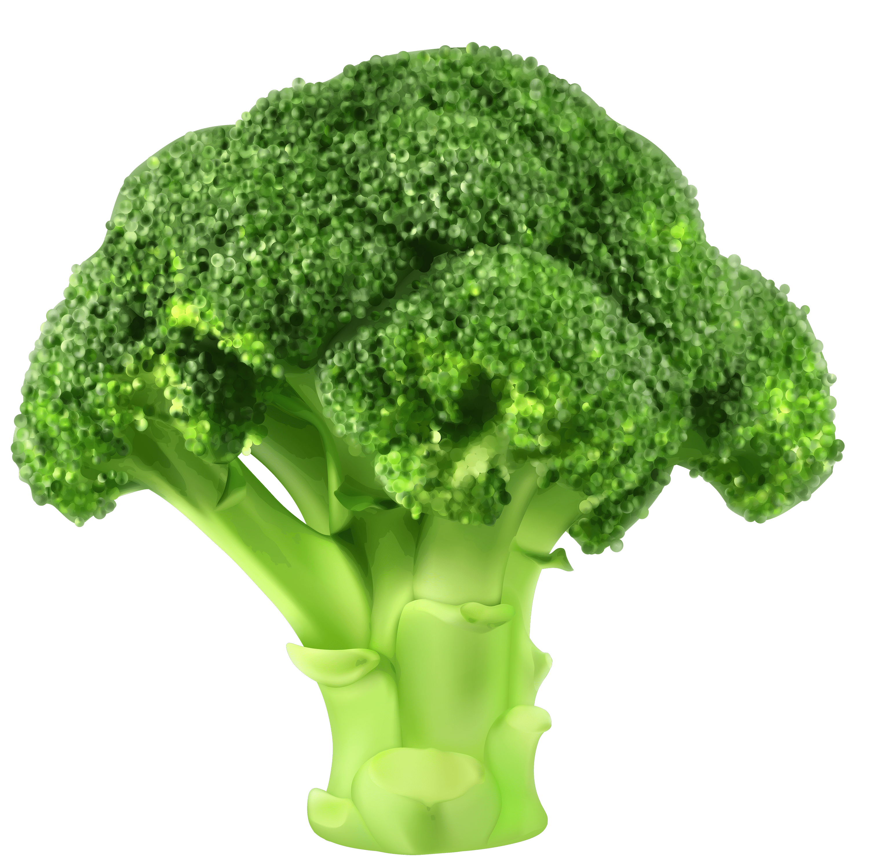 Broccoli PNG
