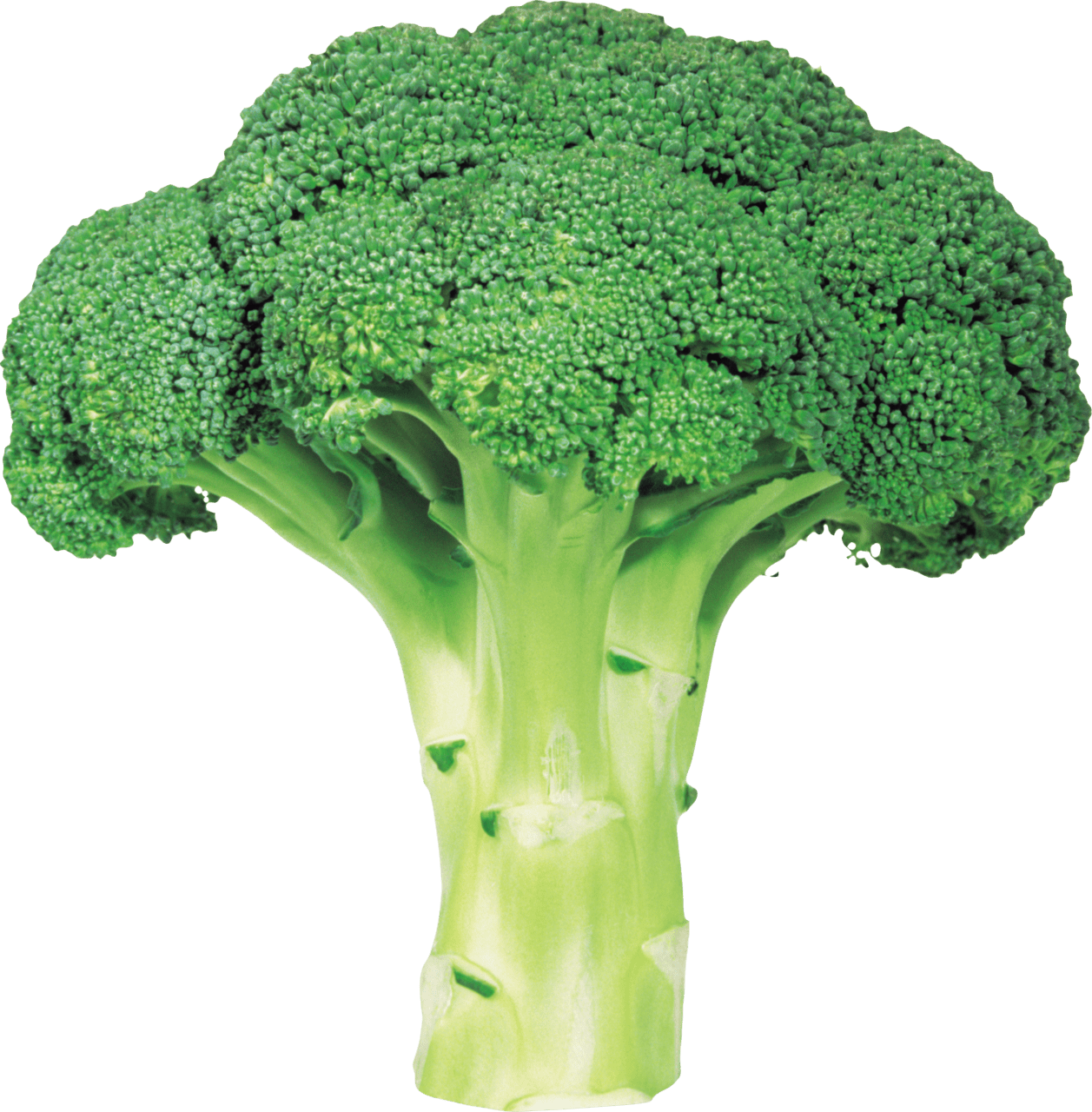Broccoli PNG