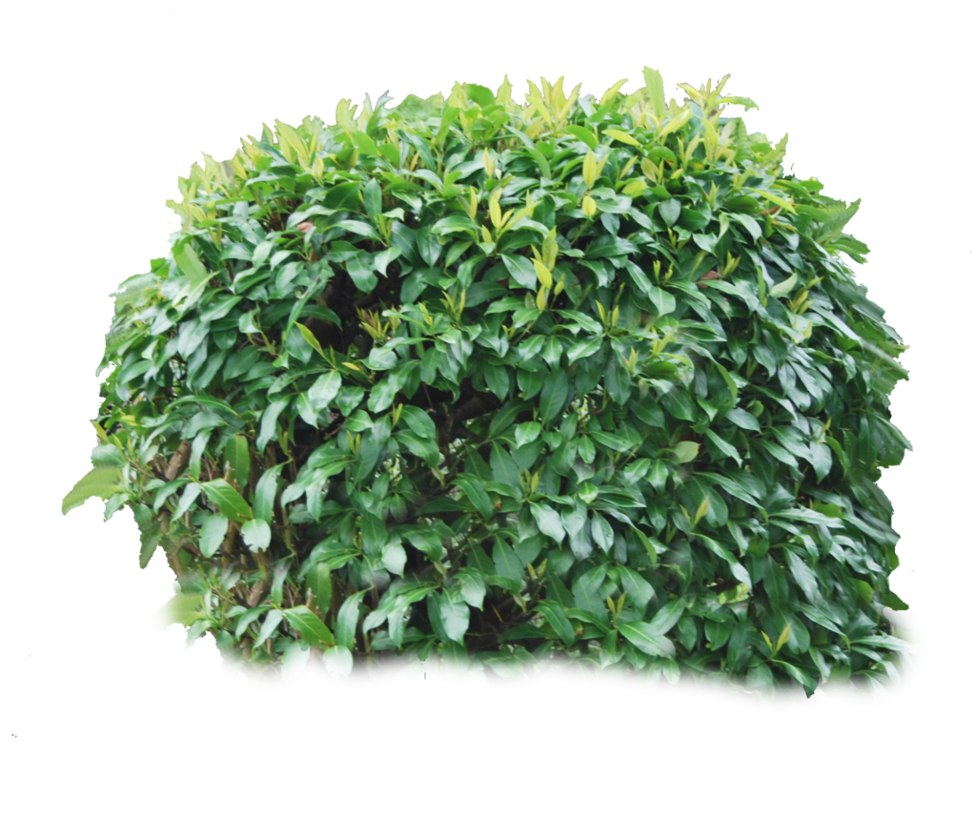 Bush PNG image