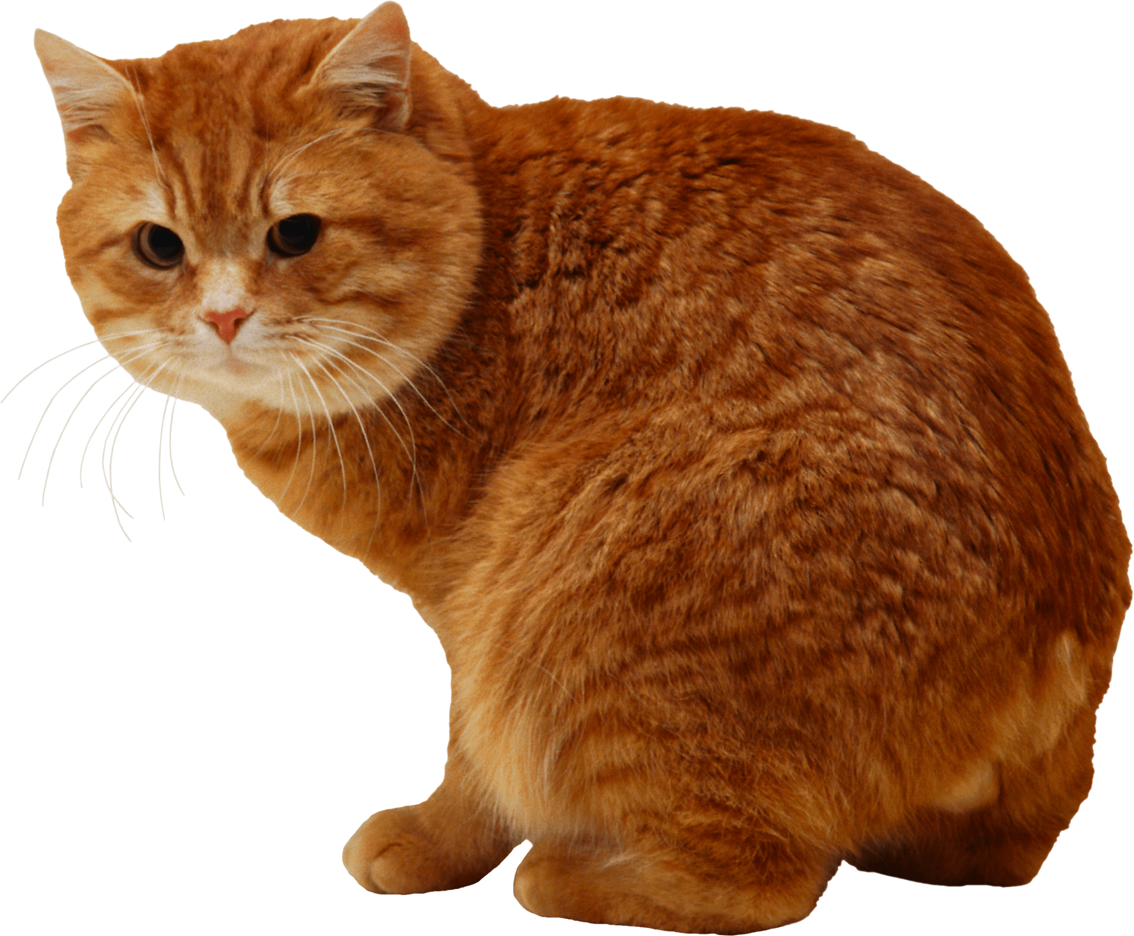 Cat PNG