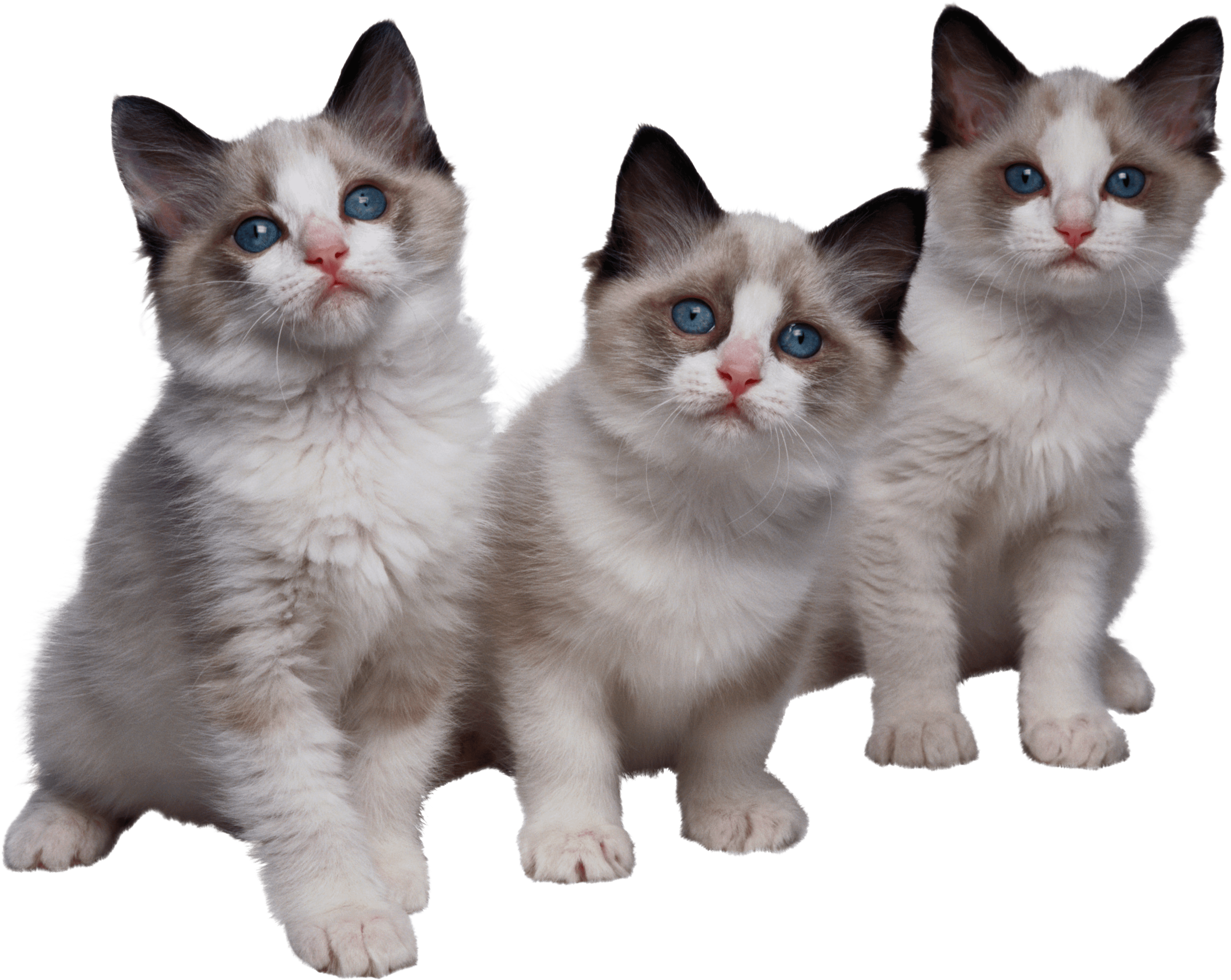 Cats png free images, download