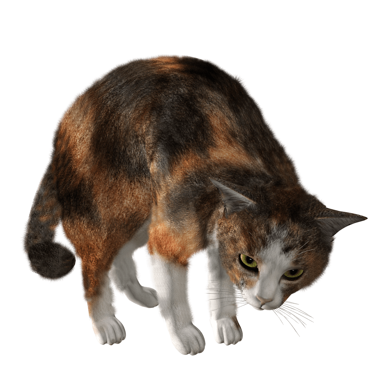 cat png image, free download picture, kitten