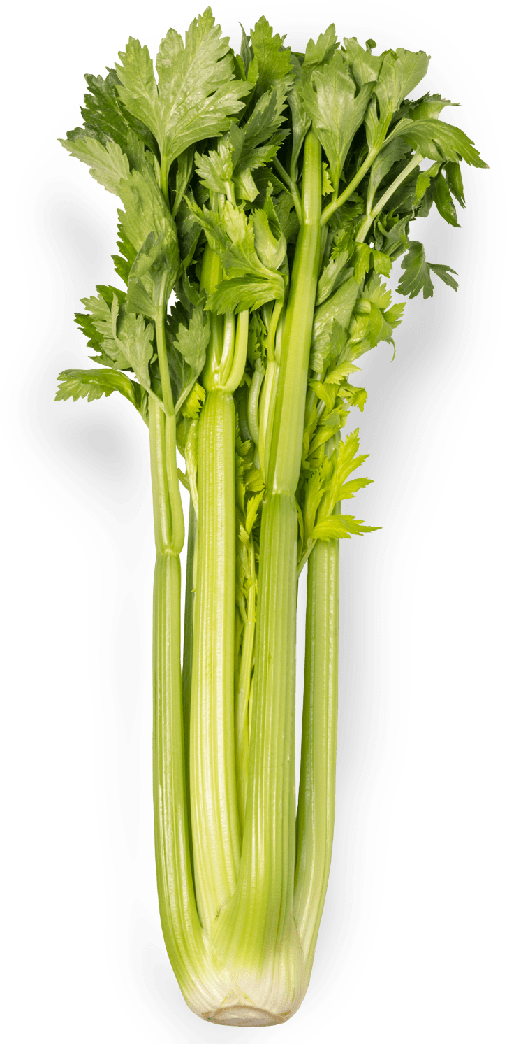 Celery PNG transparent image download, size 726x1493px