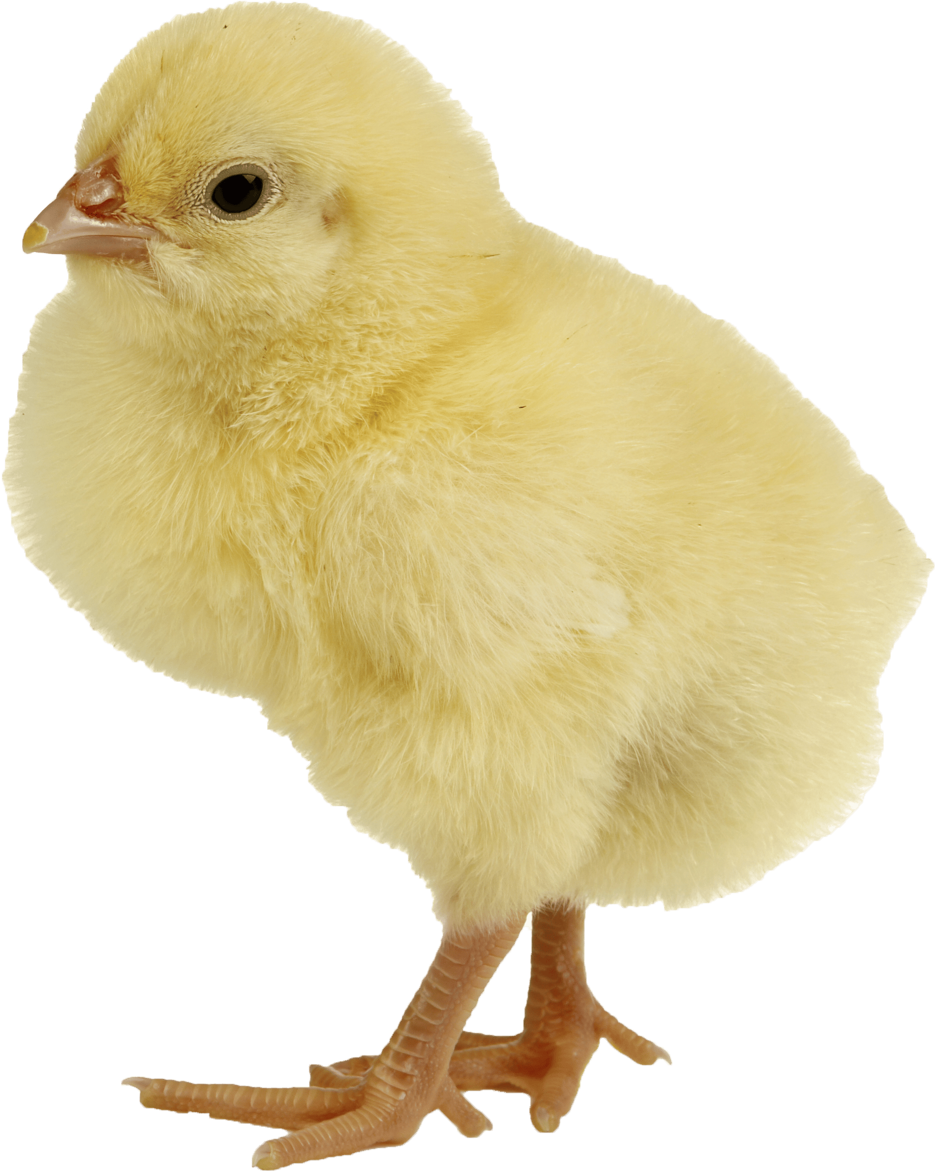 Transparent PNG Chick picture Transparent Background, 1833x2295 PNGimg