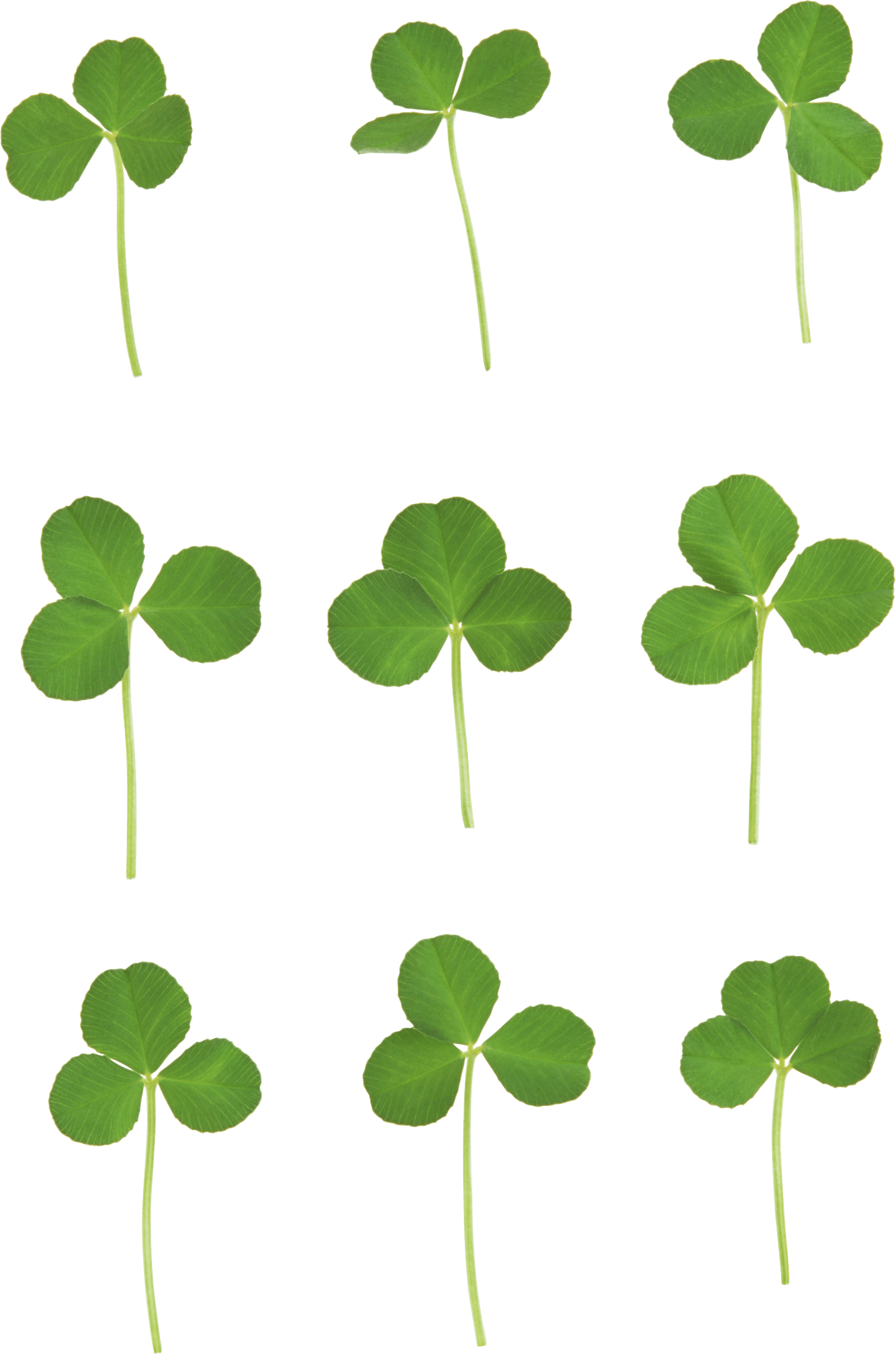 Clover PNG image transparent image download, size 1590x2402px