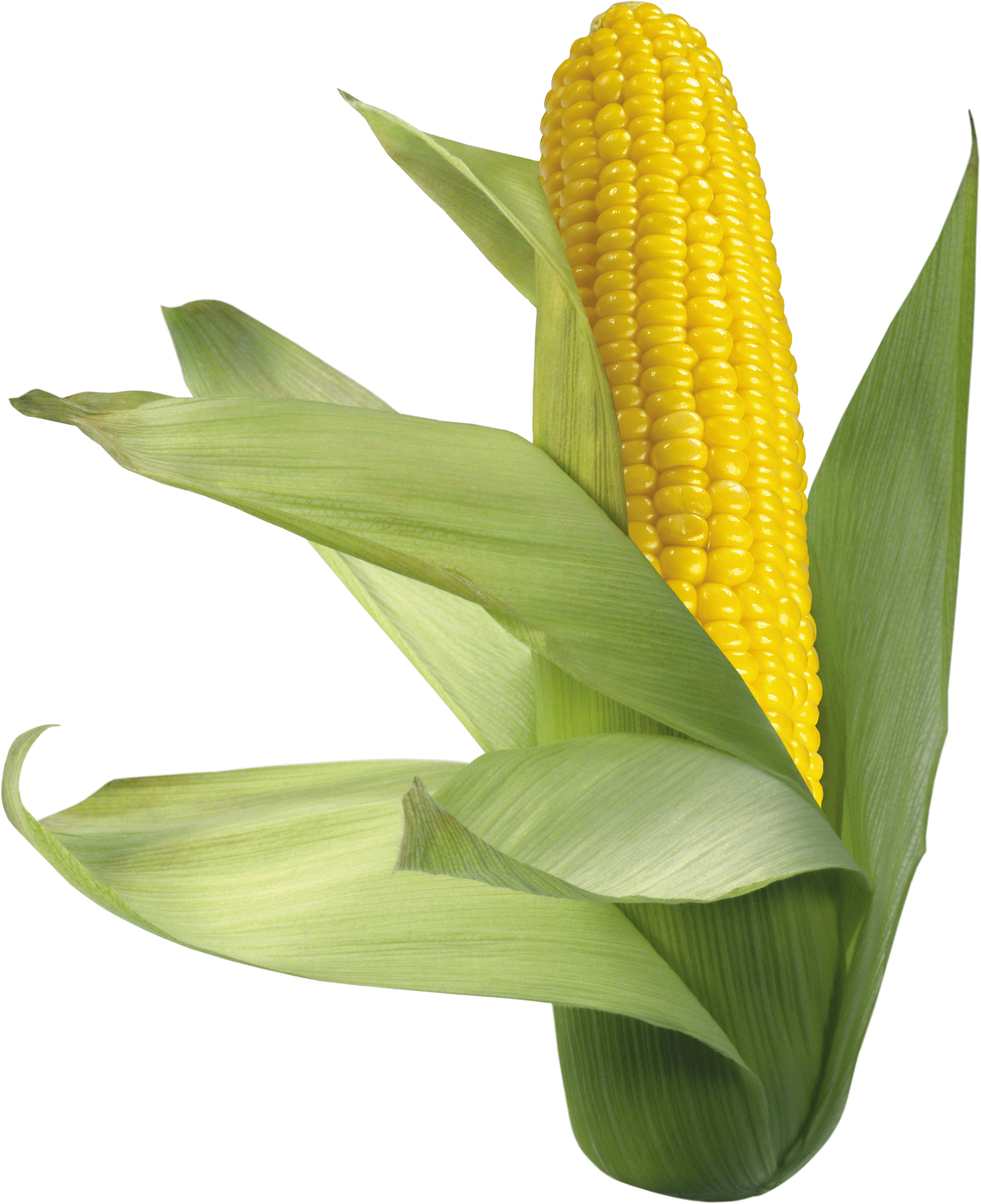 Corn PNG image