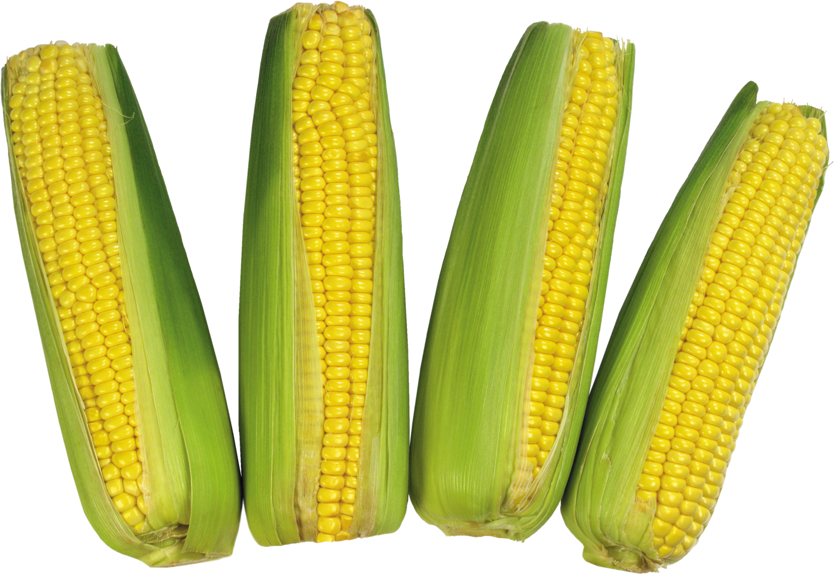 Corn PNG image