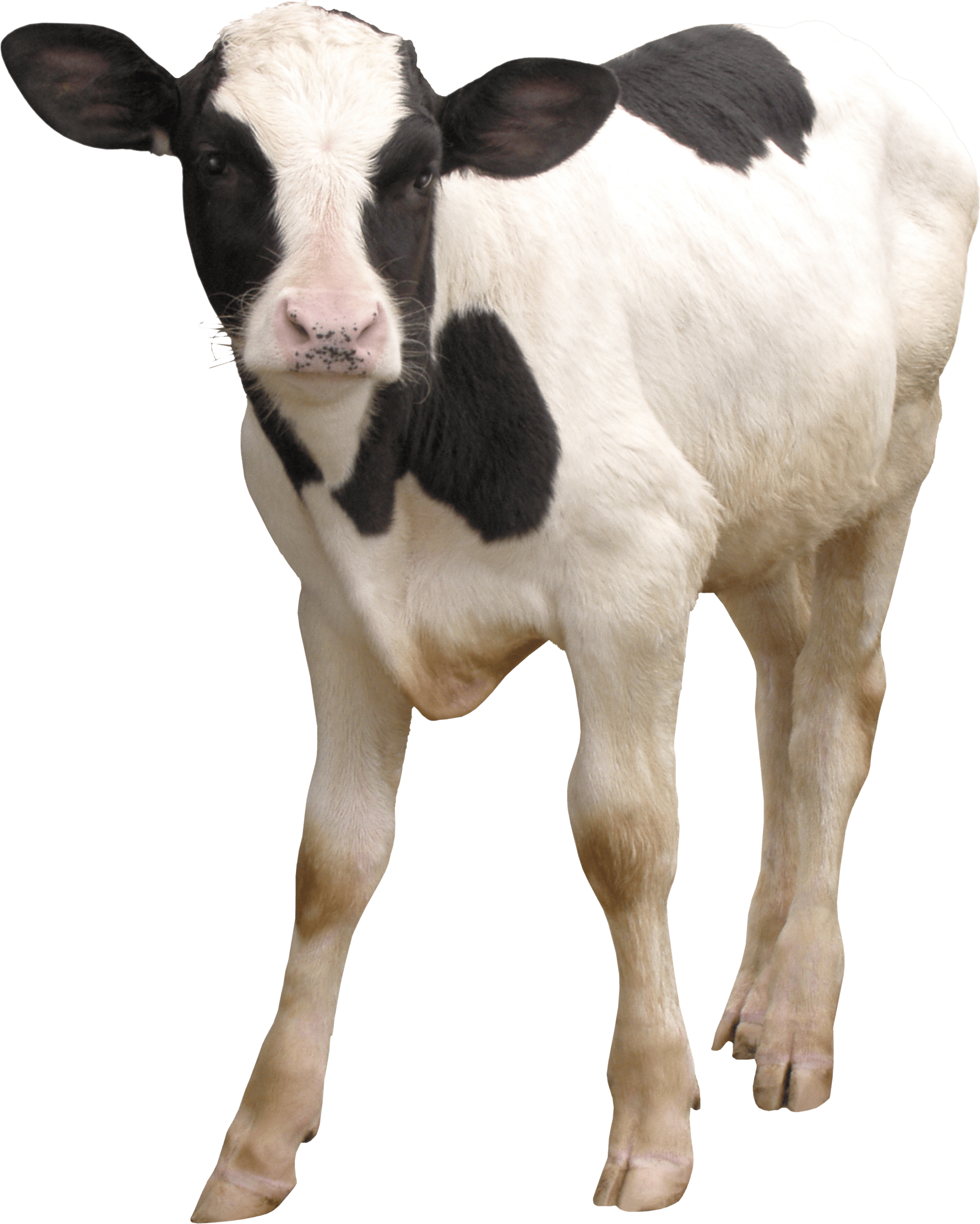 Cow PNG image, free cows PNG picture download