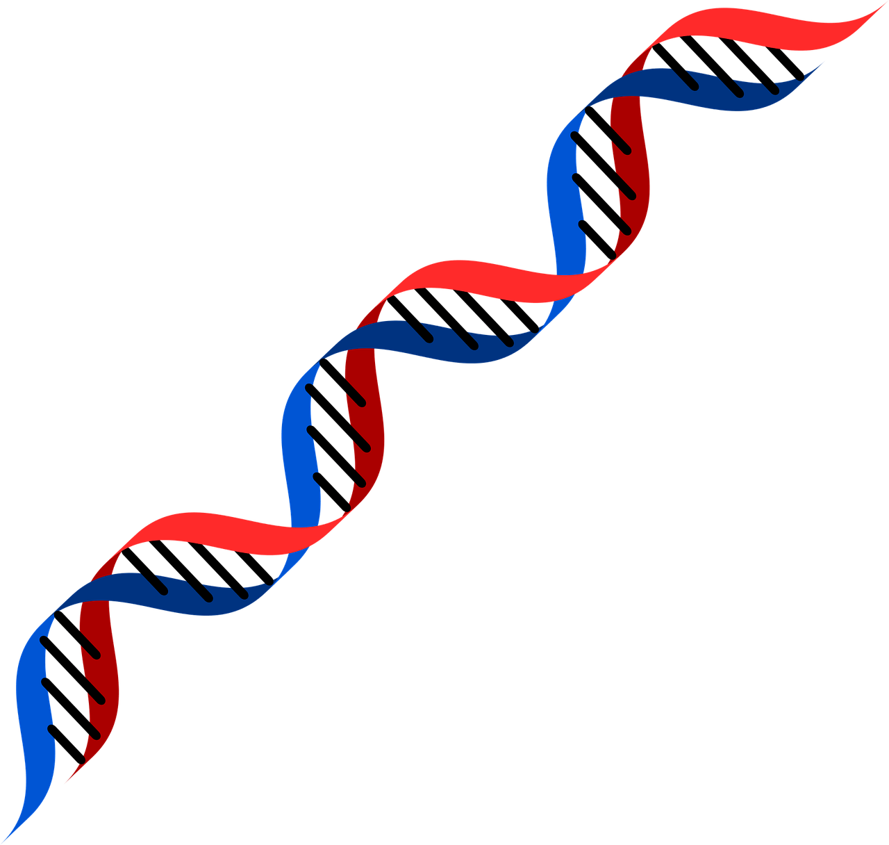 DNA PNG
