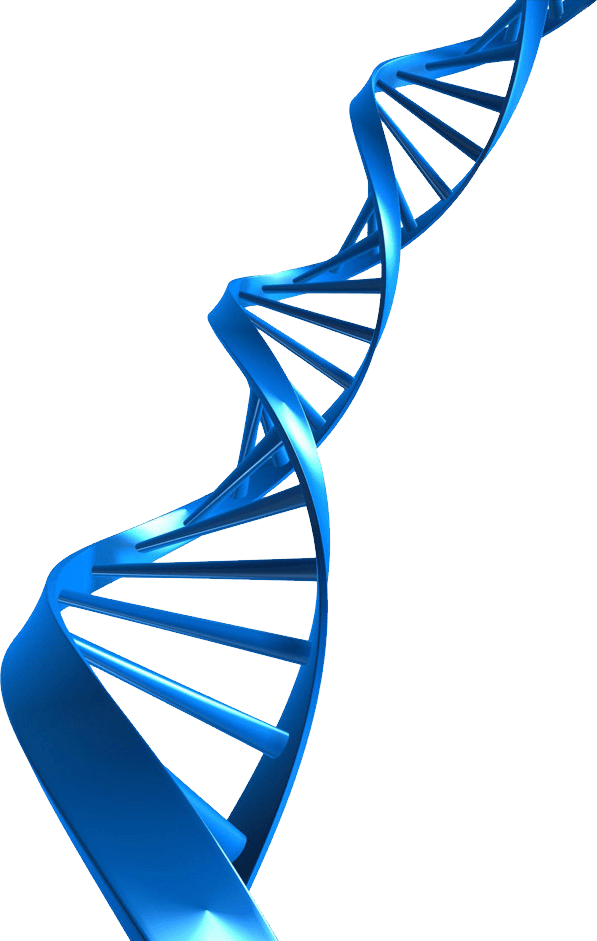 Dna Strand Transparent Background Abbott Outline