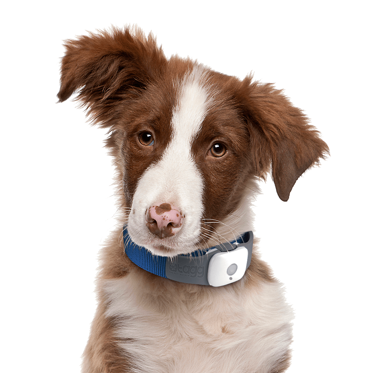 dog png image, picture, download, dogs