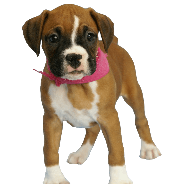 dog PNG image