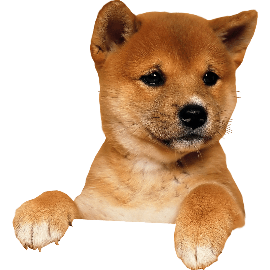 Dog PNG