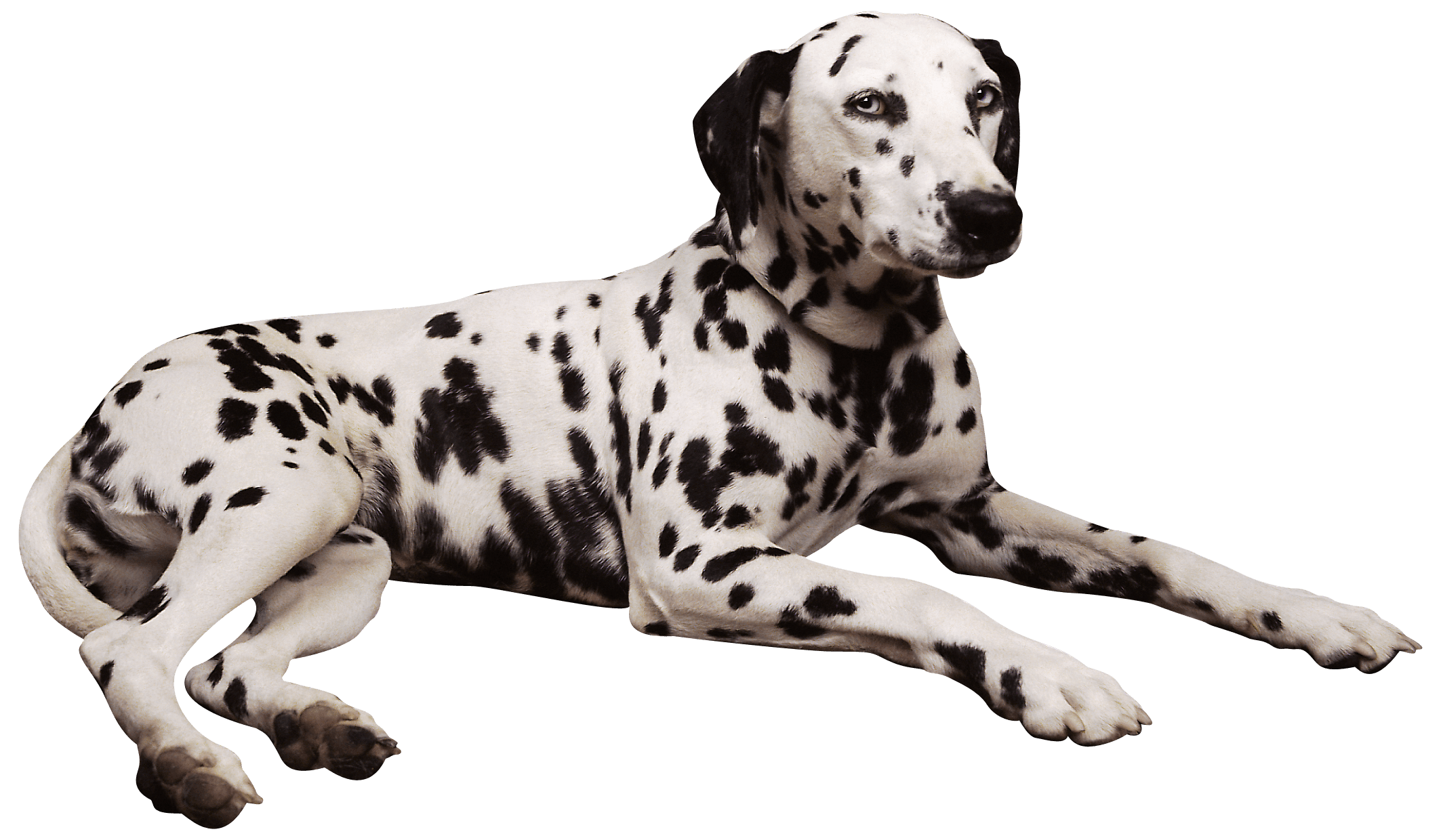 Dog png image, dogs, puppy pictures free download