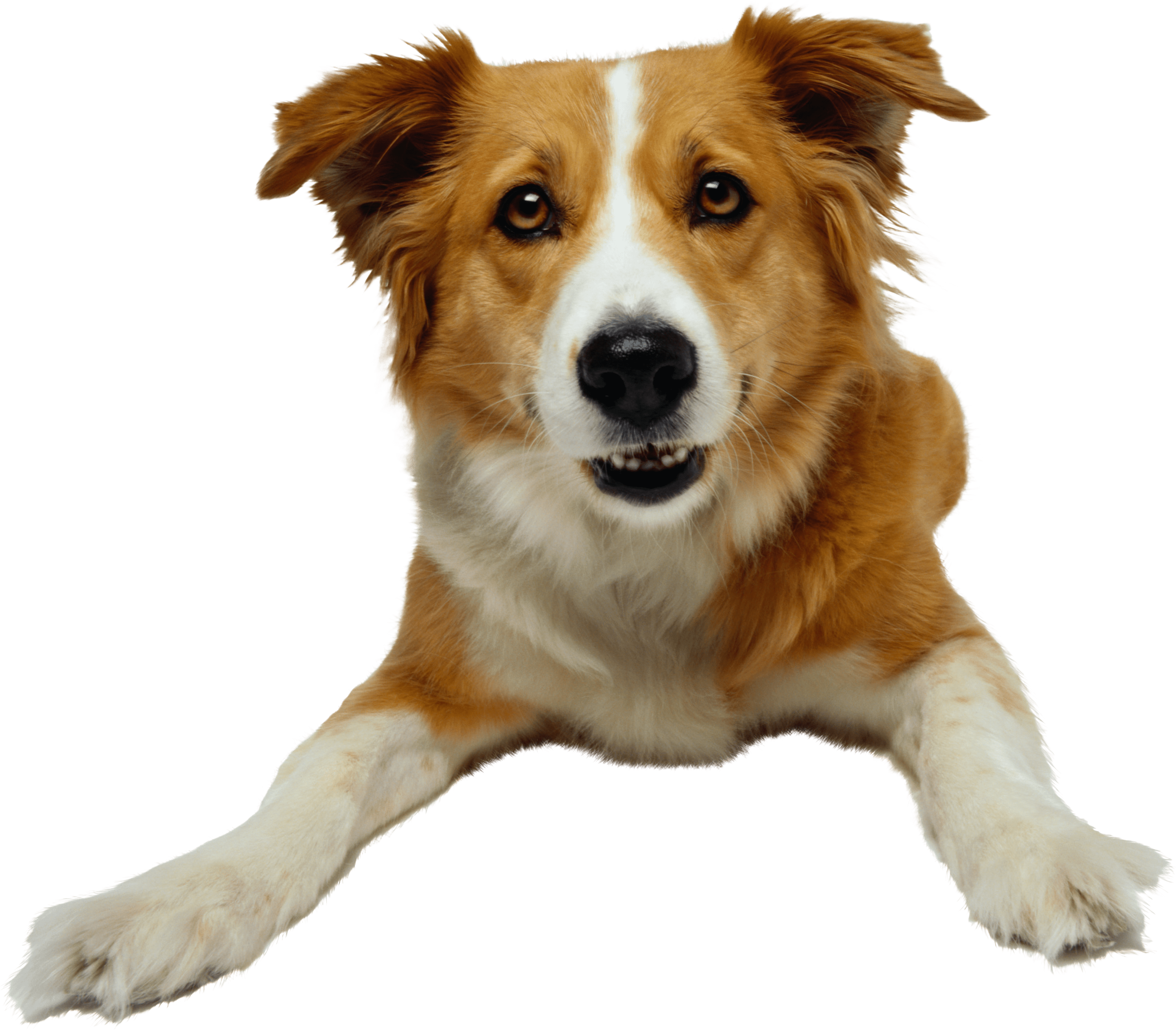 Dog png image, dogs, puppy pictures free download