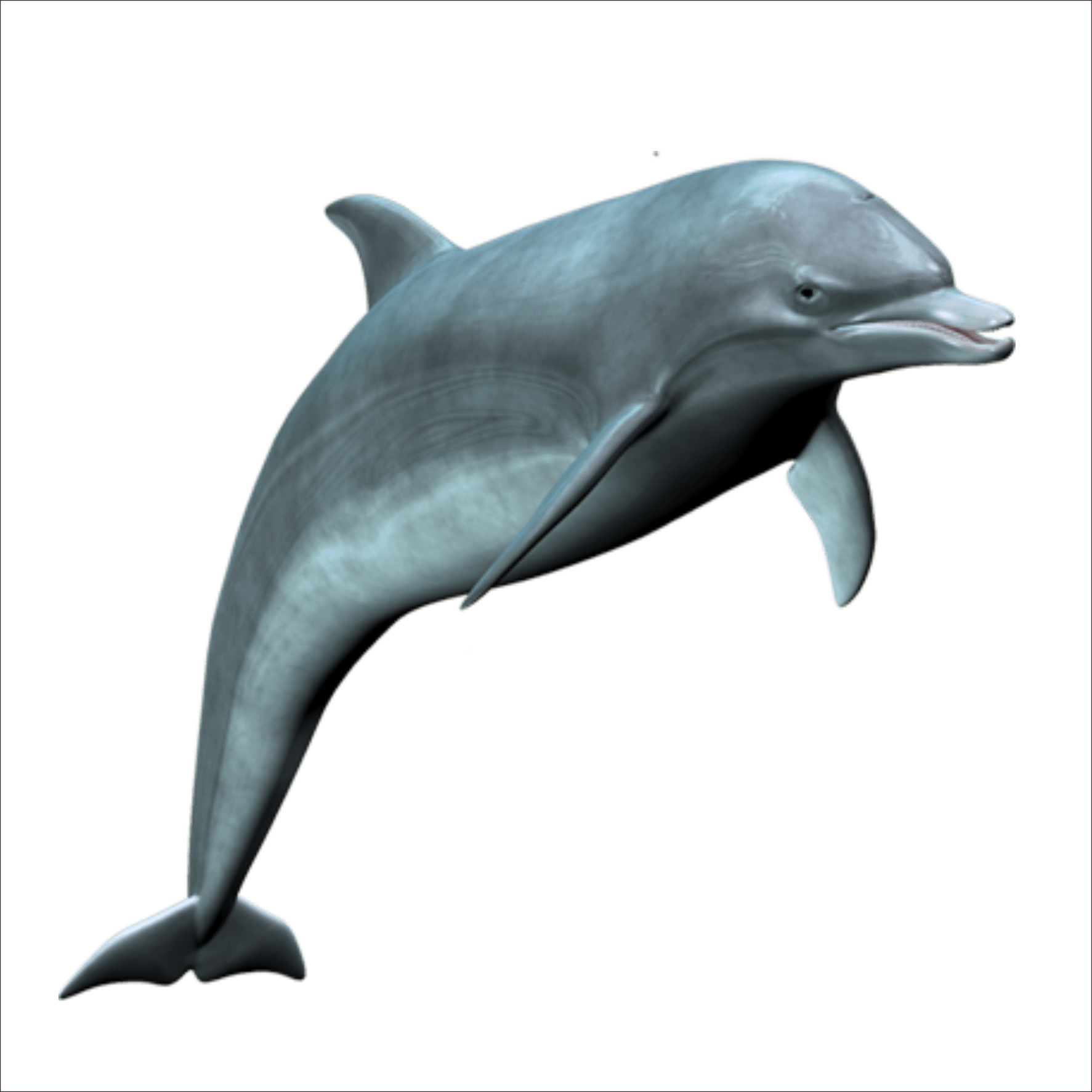 Dolphin PNG image free download