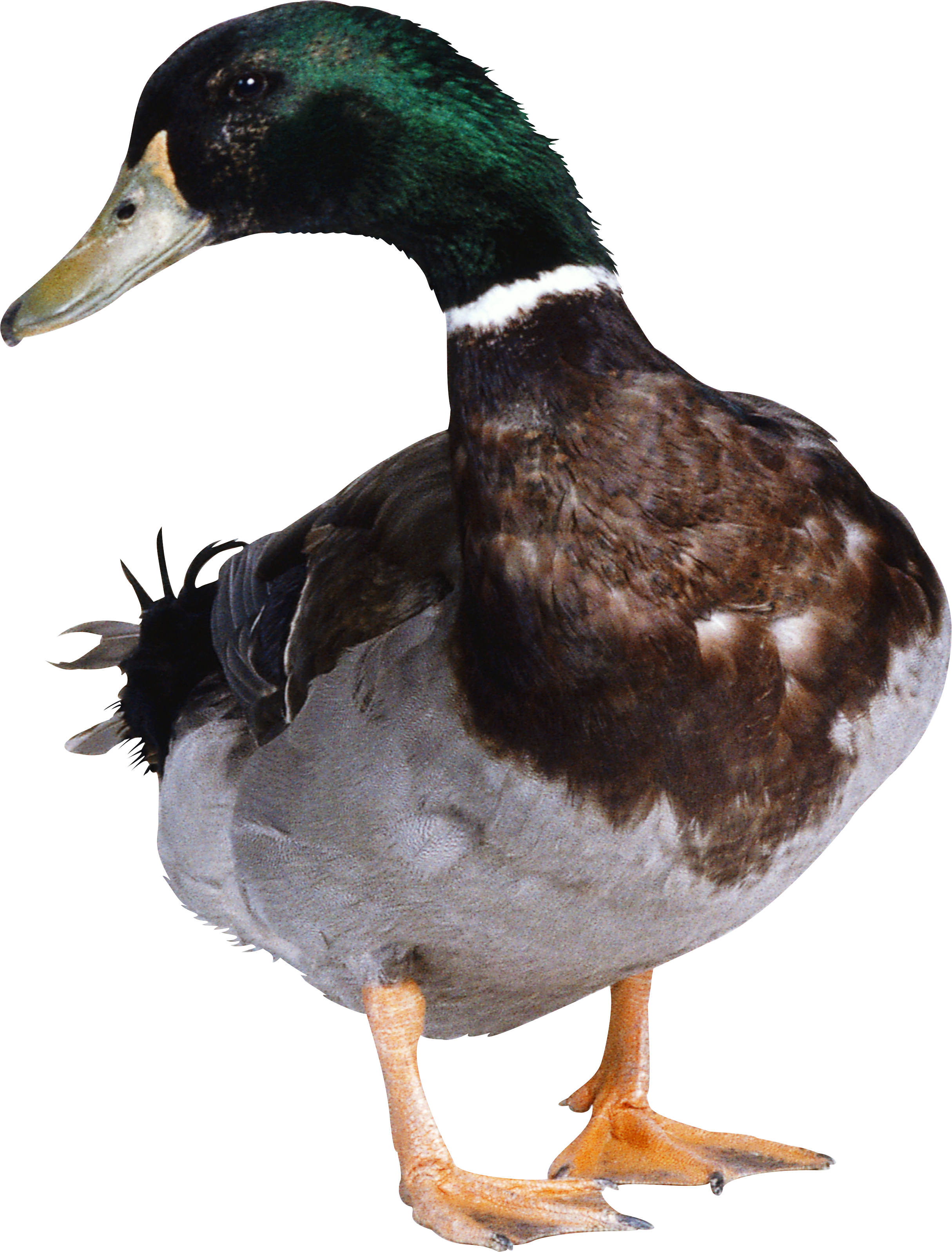 Duck PNG image free download