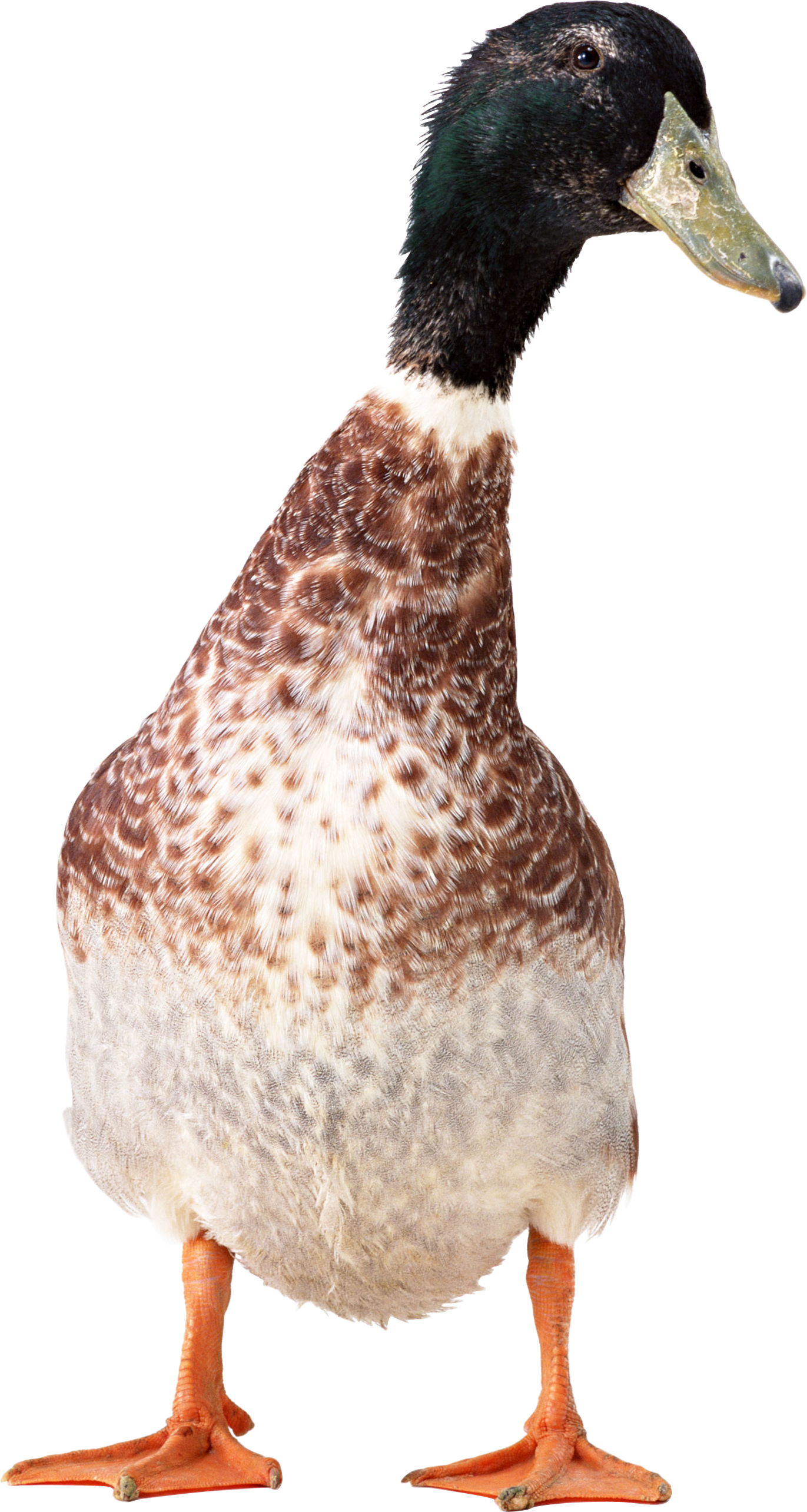 Duck PNG image