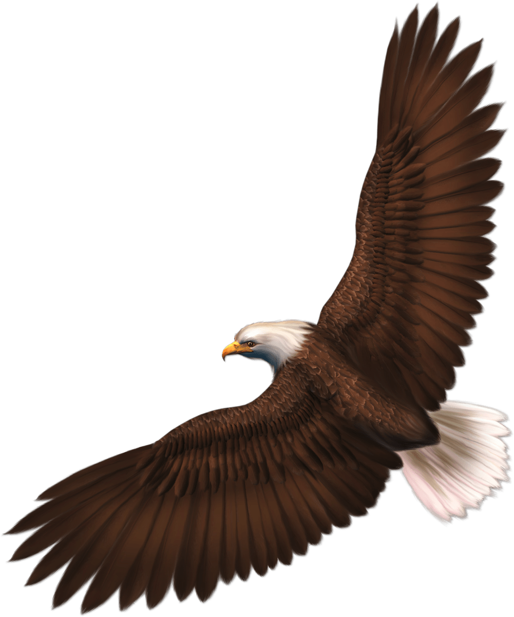 Eagle PNG image with transparency, free download