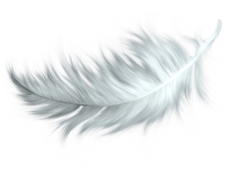 Feather PNG transparent image download, size 800x624px