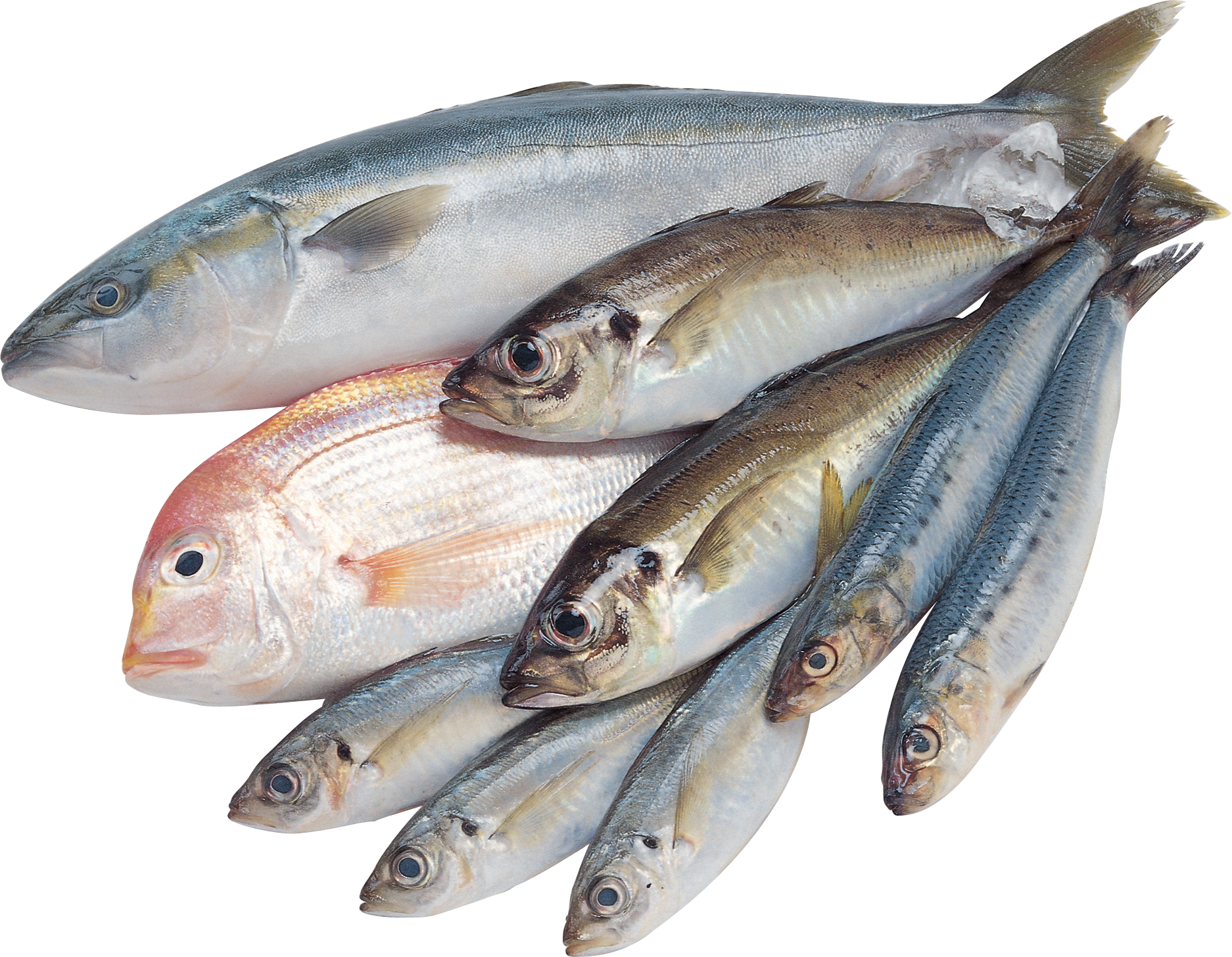 Fish PNG