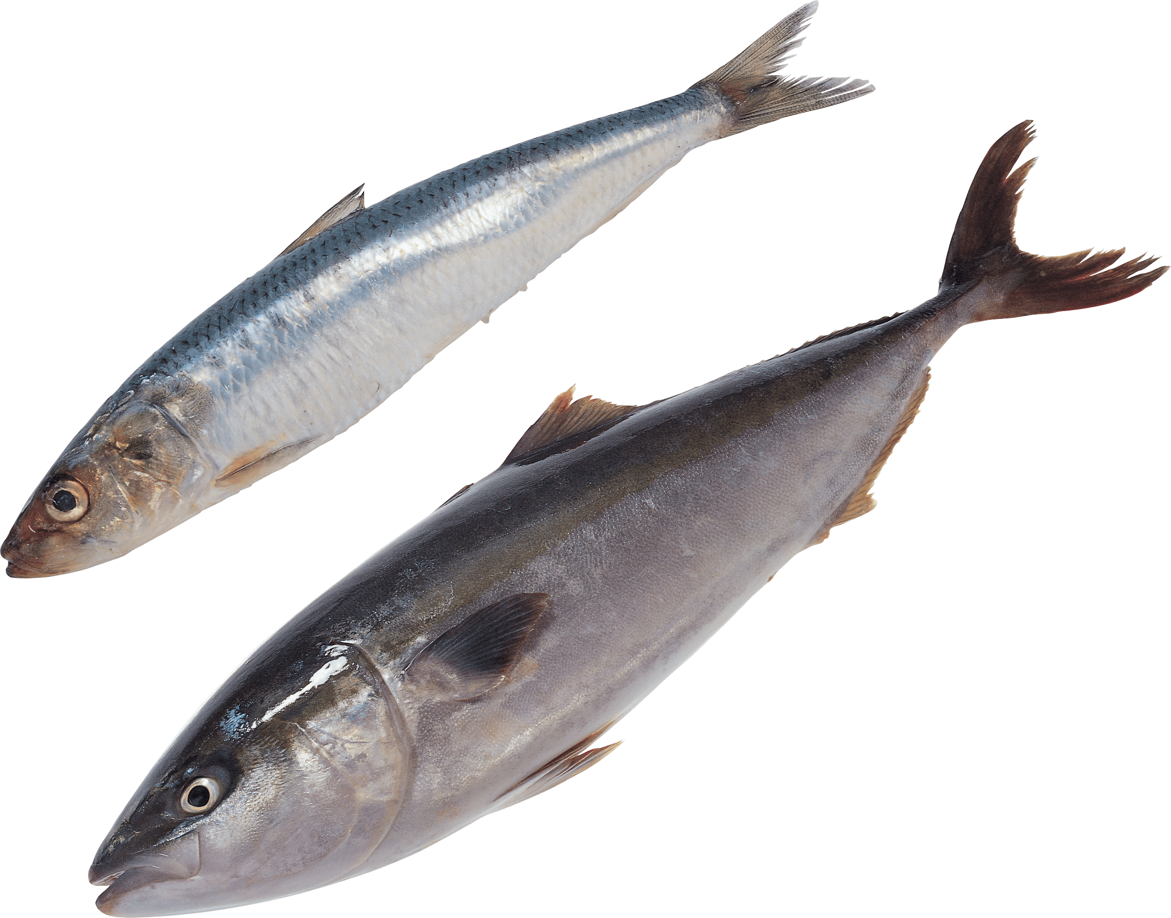 A Fish Png