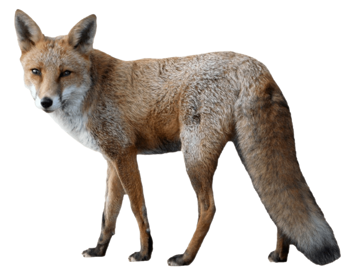 Fox PNG