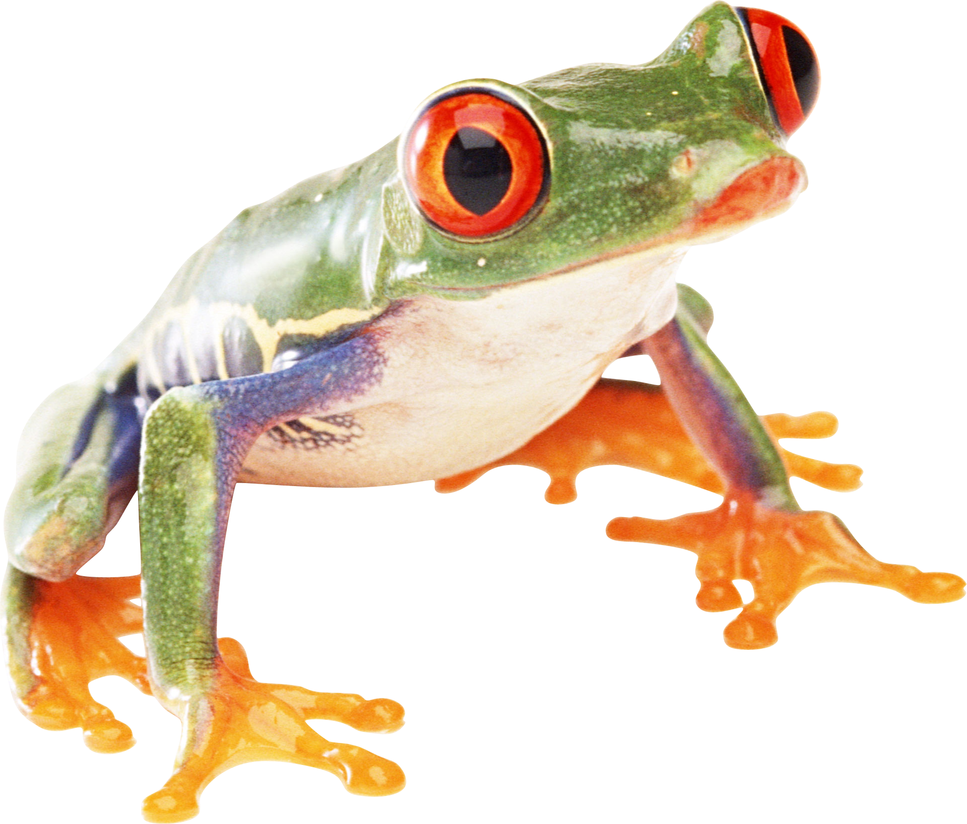 Frog Sitting Png