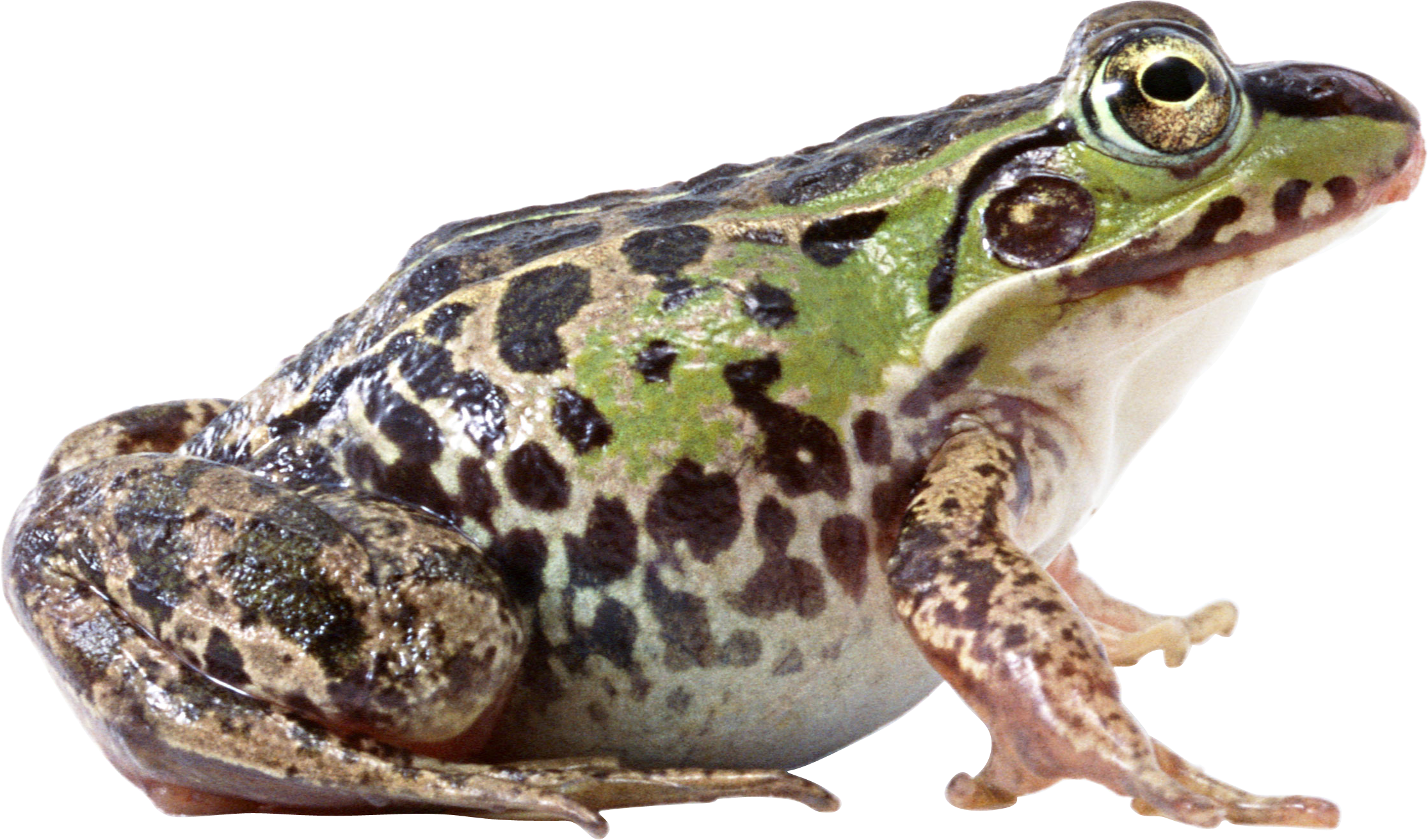Frog PNG image free download image, frogs