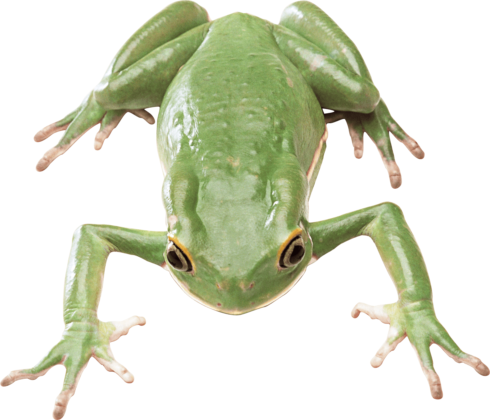 Frog PNG image free download image, frogs
