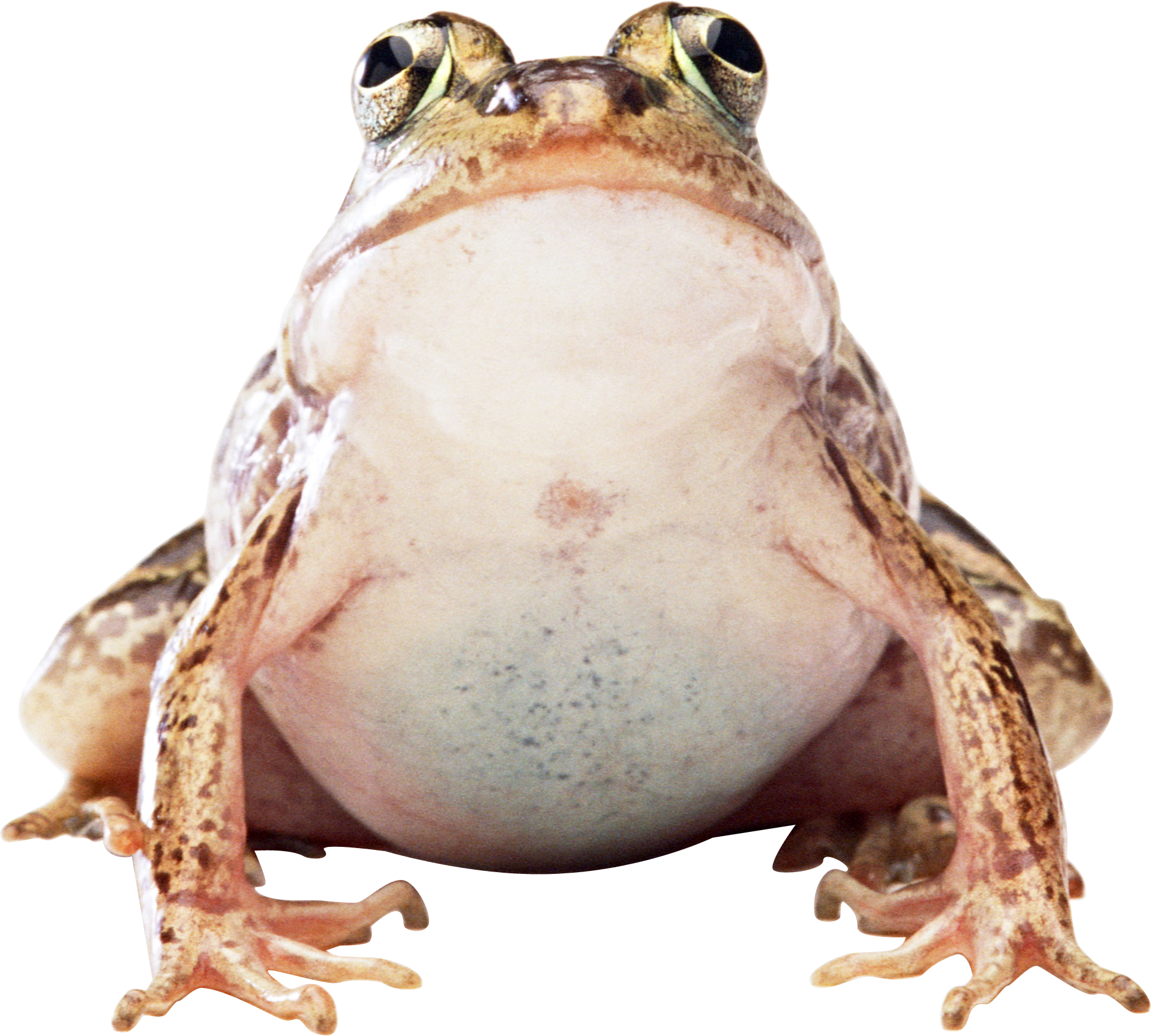 Frog PNG transparent image download, size 1918x1726px
