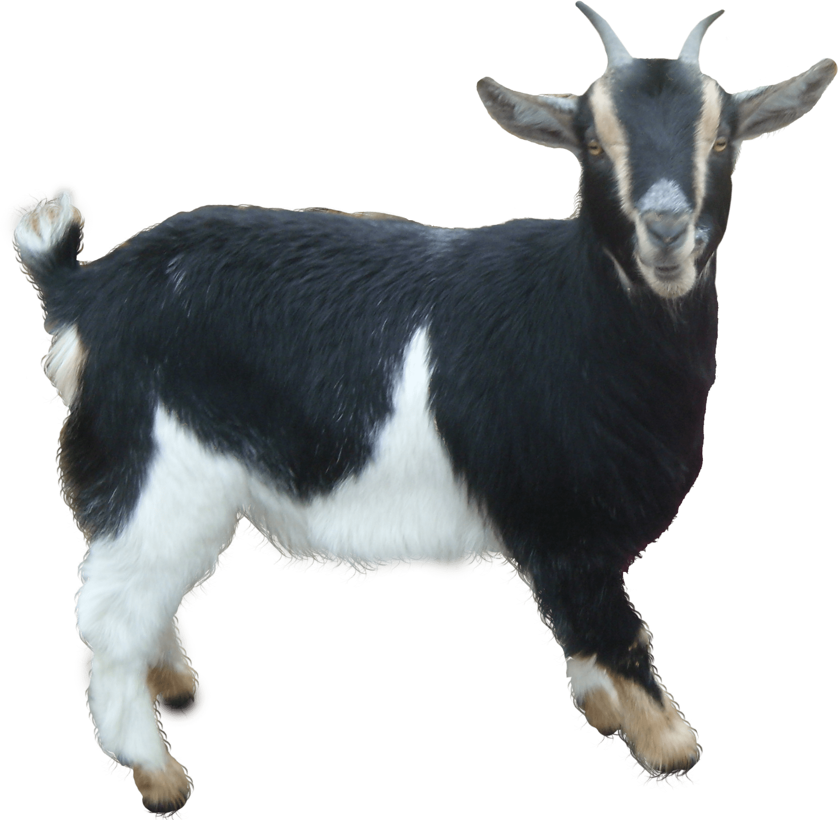 Goat PNG images free download, goat PNG