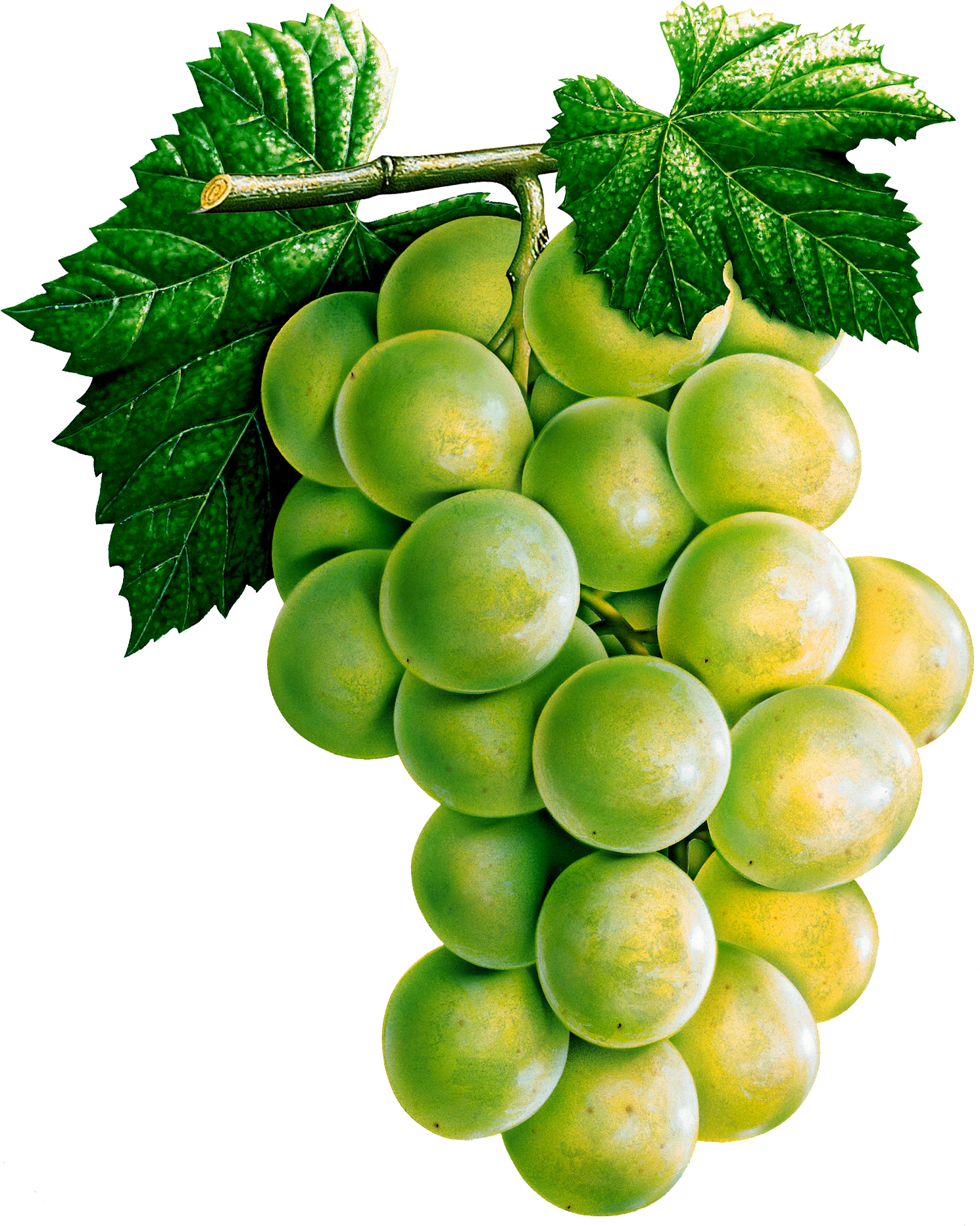 Grape PNG image transparent image download, size 1490x1864px
