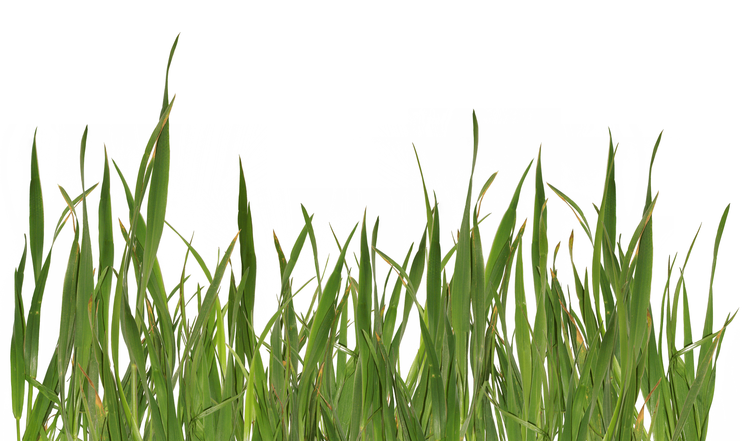 grass png image, green picture