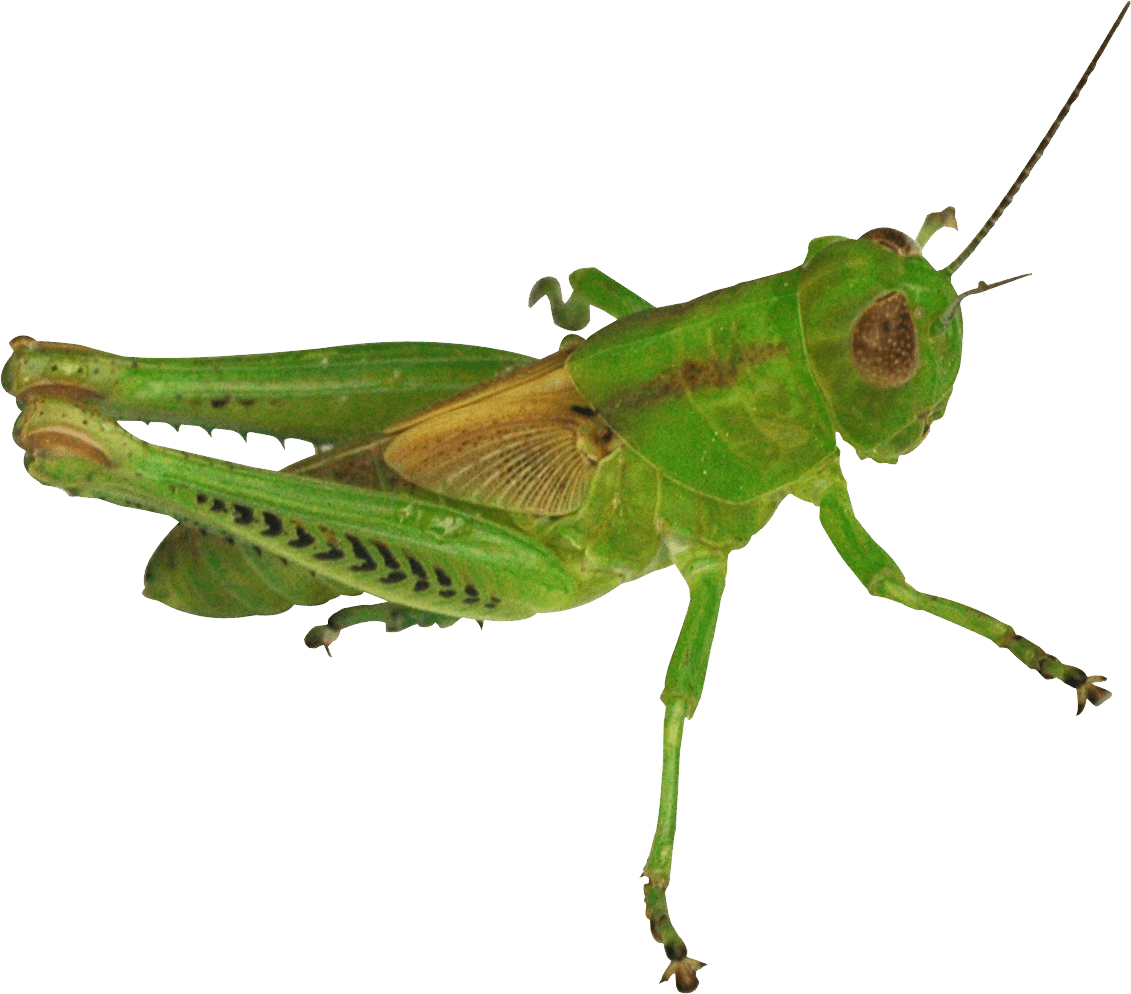 PNG transparent image download, size 1131x994px