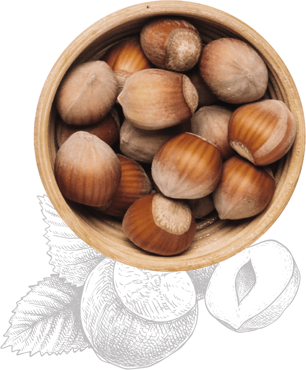 hazelnut PNG transparent image download, size 615x745px