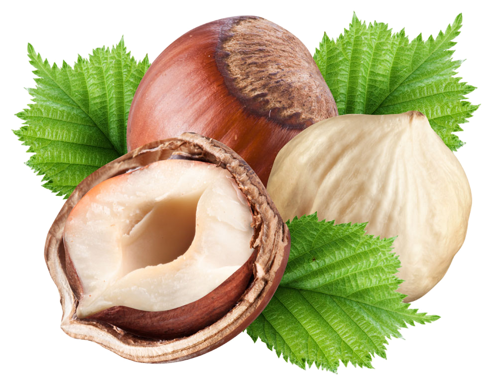 hazelnut PNG transparent image download, size 1000x778px