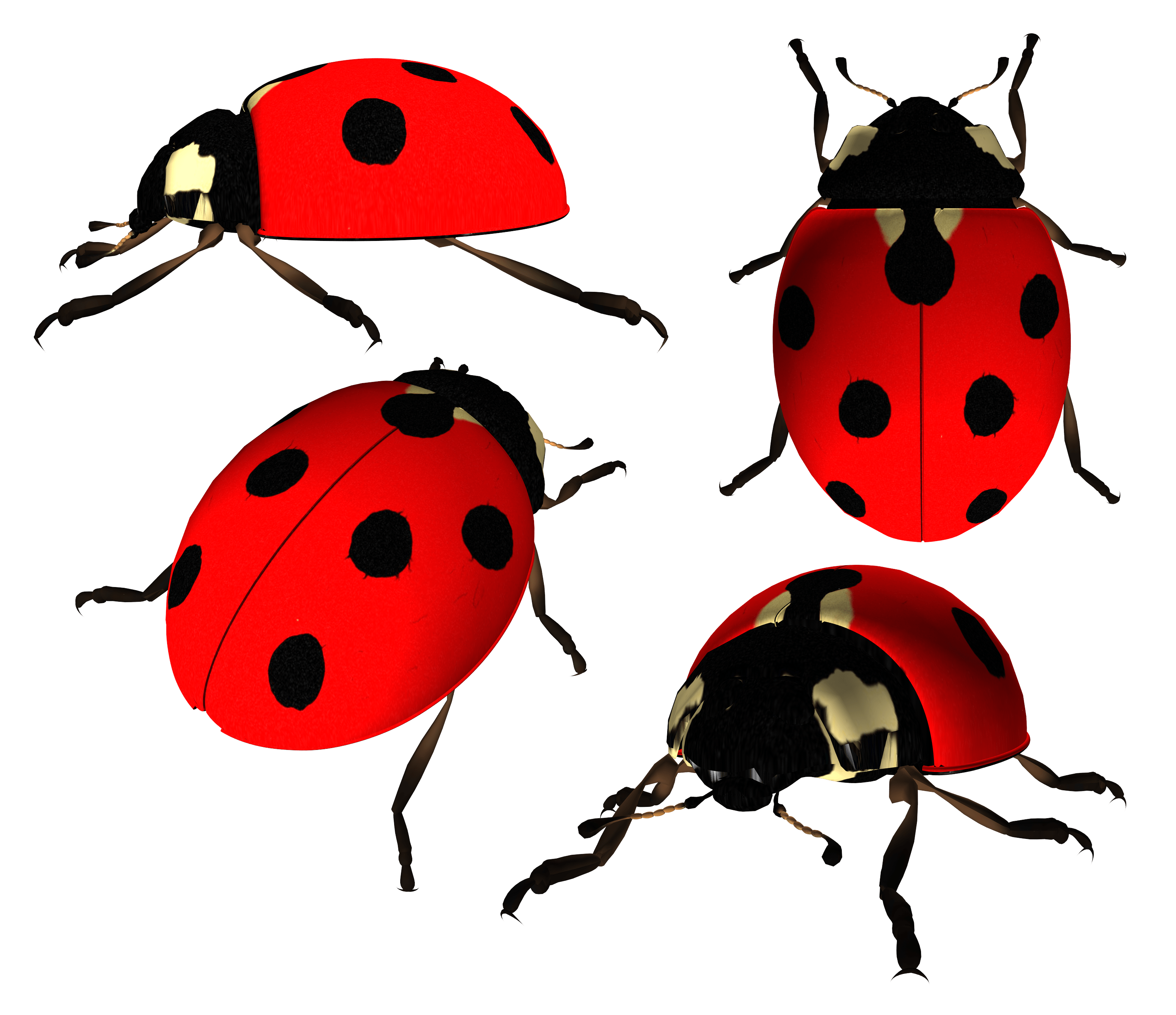 ladybug PNG image