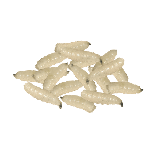 Maggots PNG