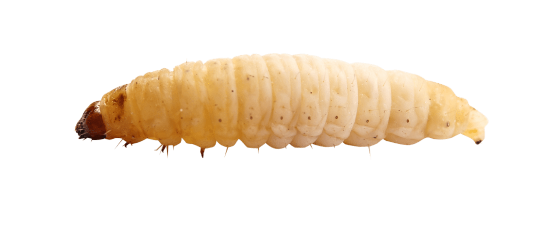 Maggot PNG