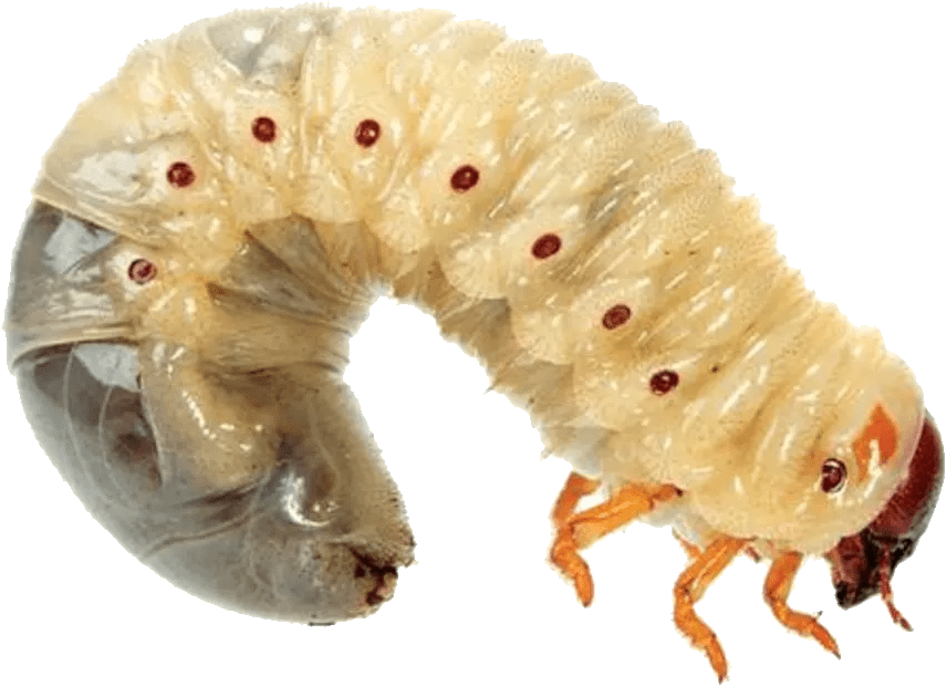 Maggot PNG transparent image download, size 855x621px