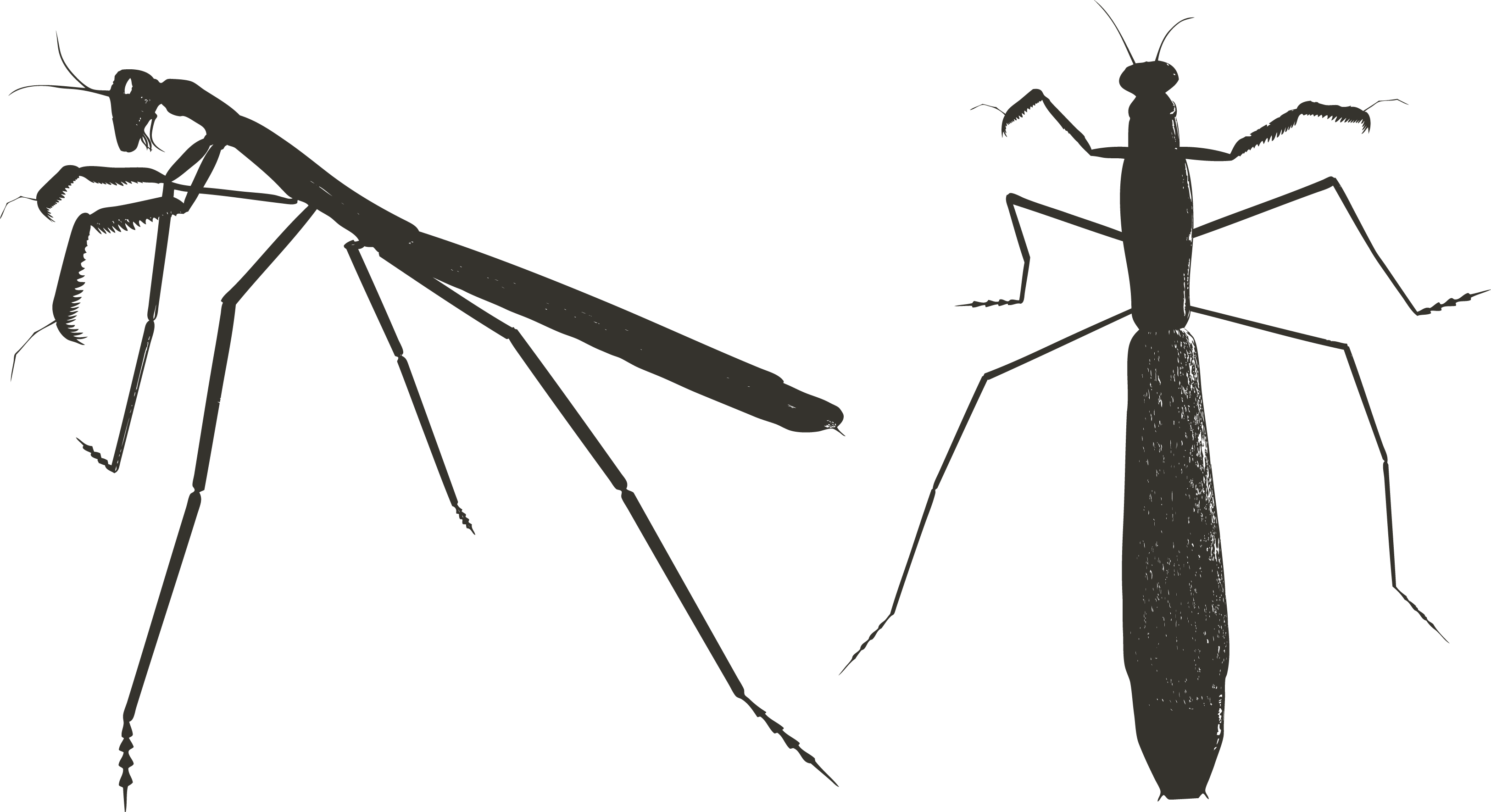 Mantis PNG