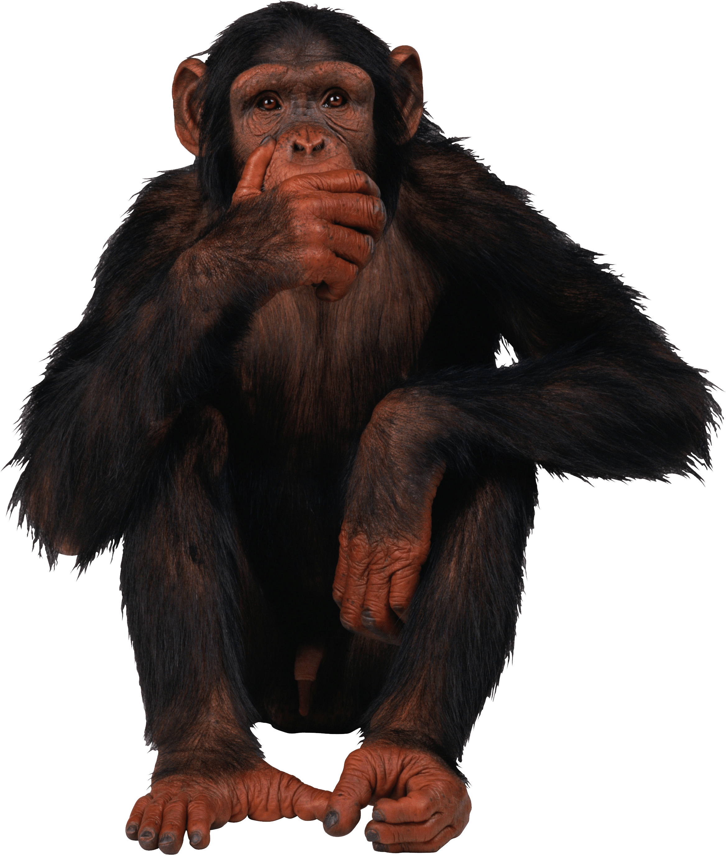 Monkey PNG images free download