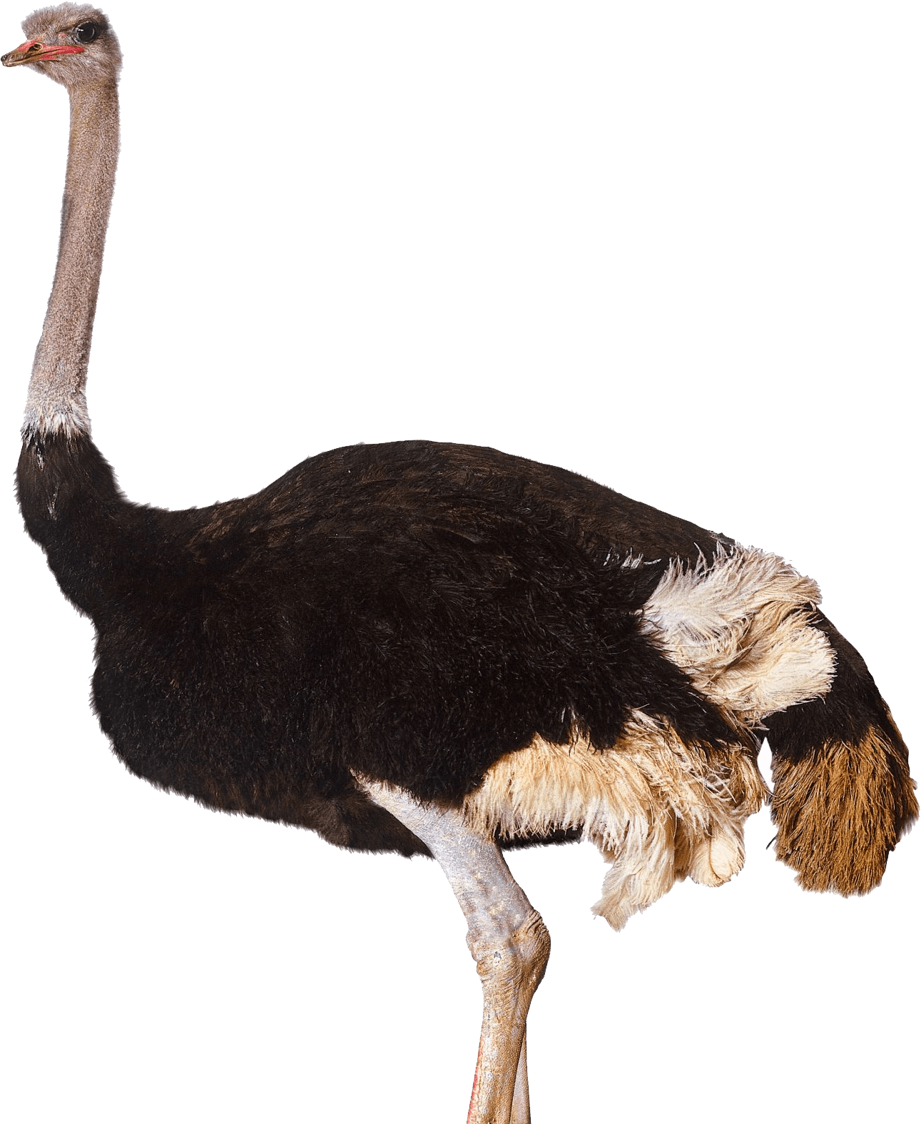 Ostrich PNG transparent image download, size 1291x1575px