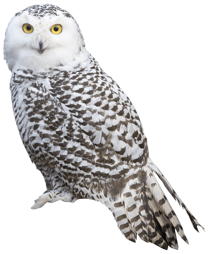 Owl PNG