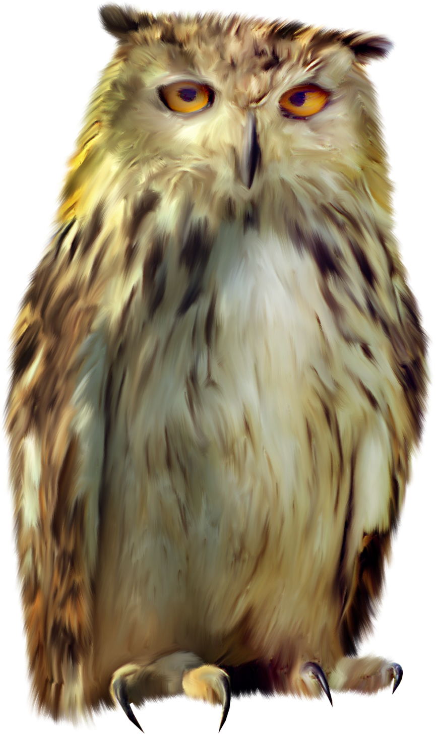 Owl PNG