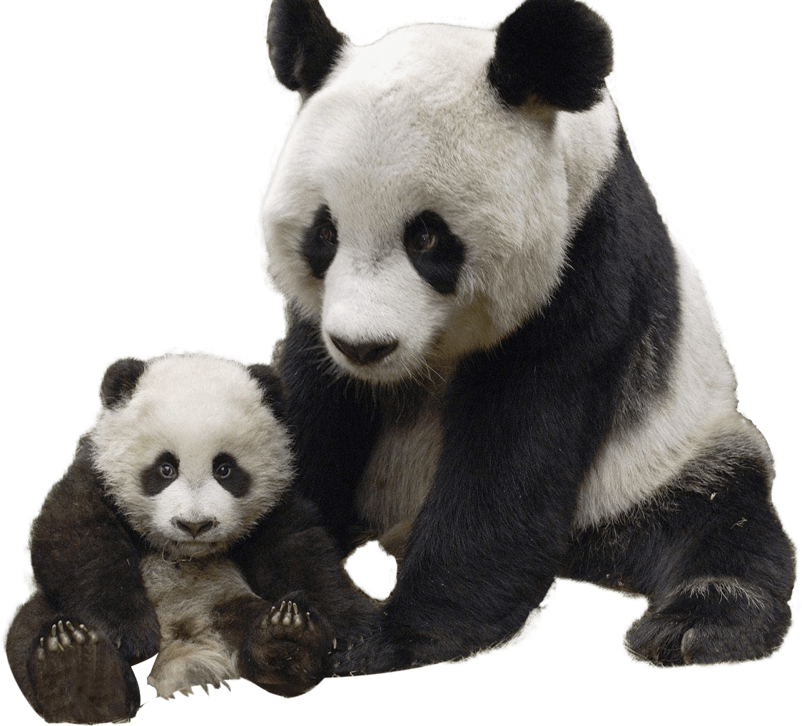Panda PNG