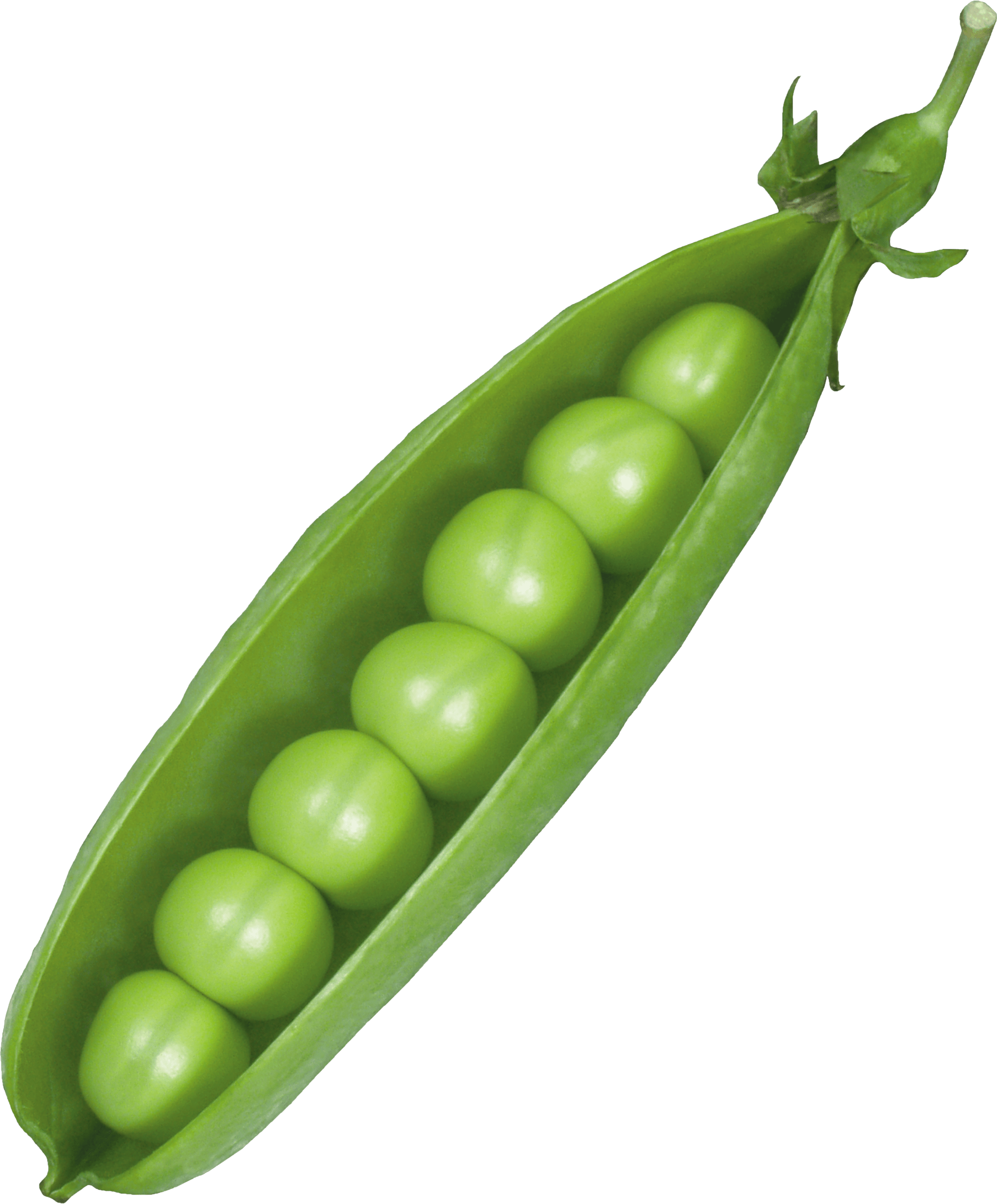 Pea PNG transparent image download, size 2050x2475px
