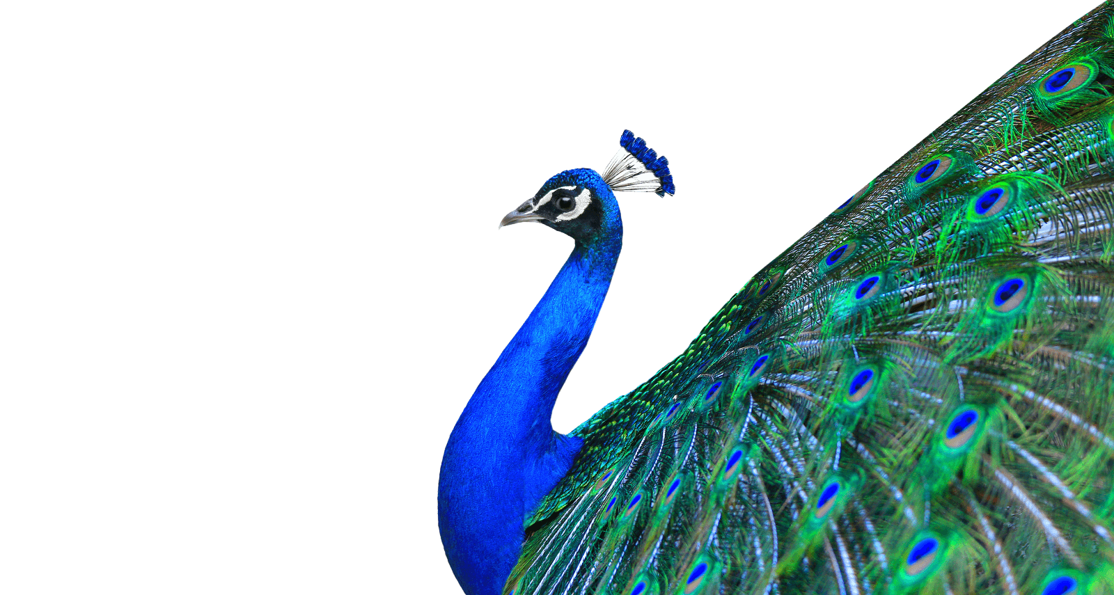 Peacock PNG