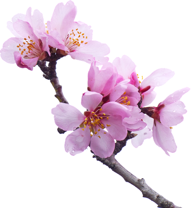 Cherry Blossom PNG Transparent